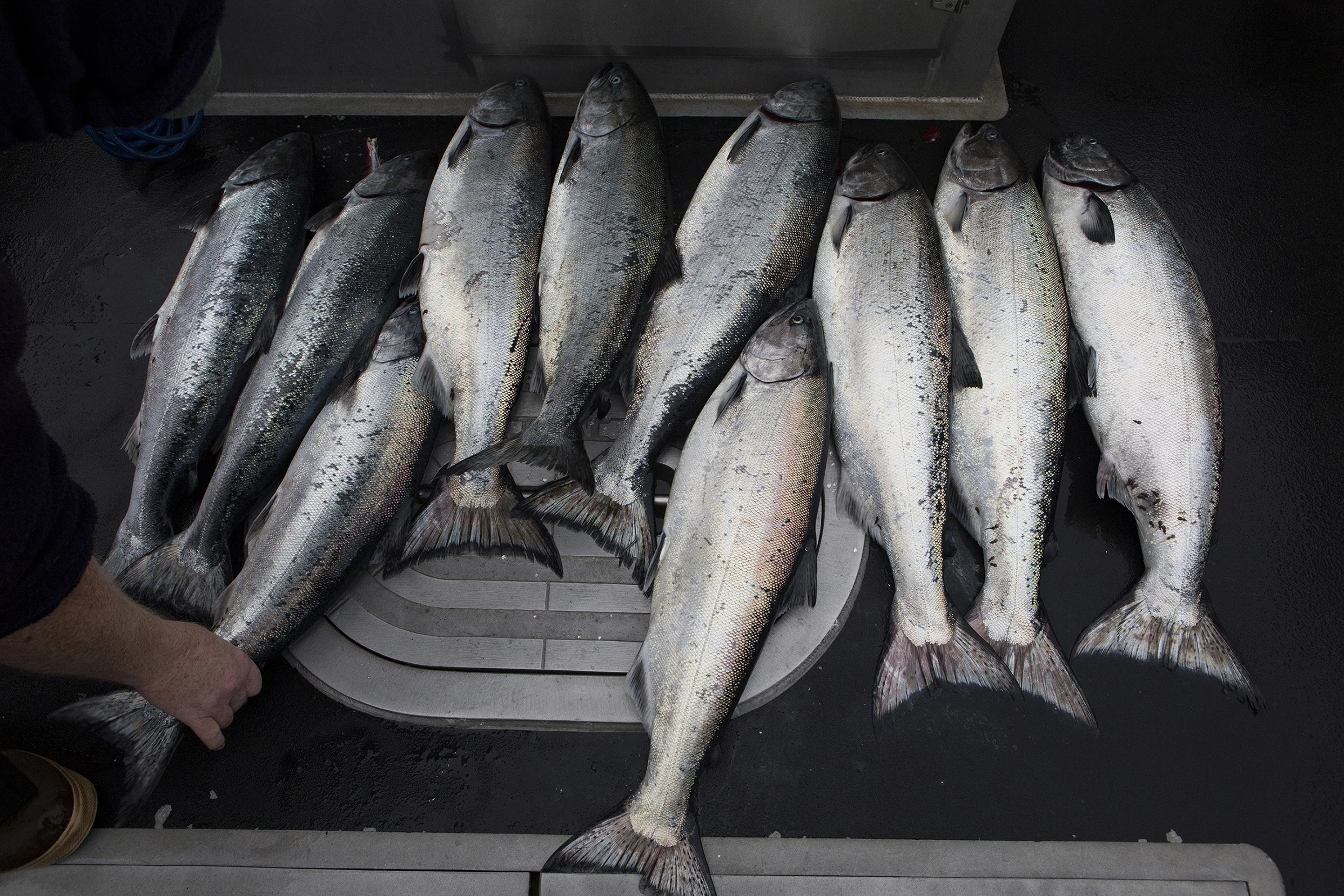 20170125KingFishing08.jpg