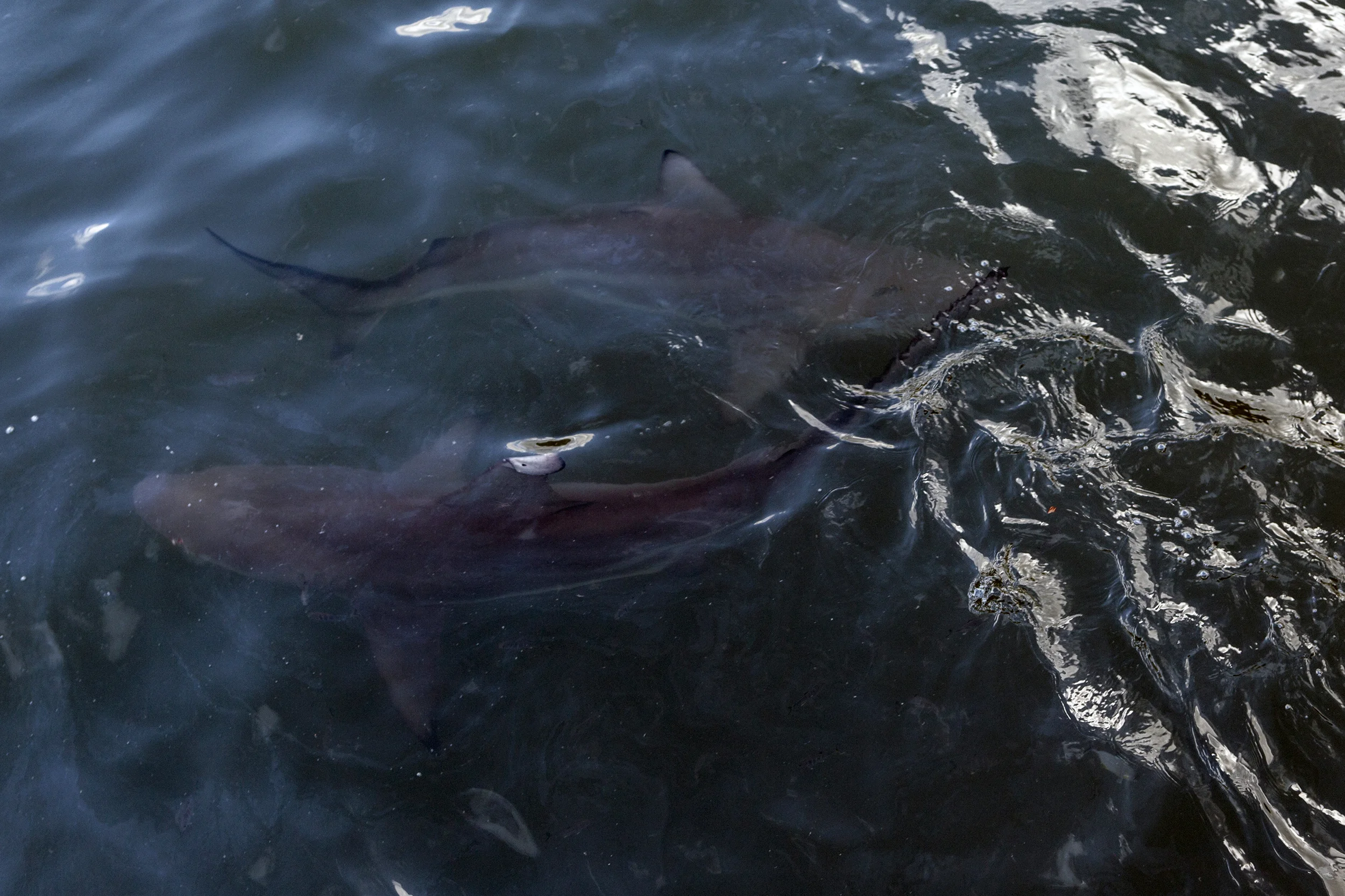 20180424Marquesas022web.jpg