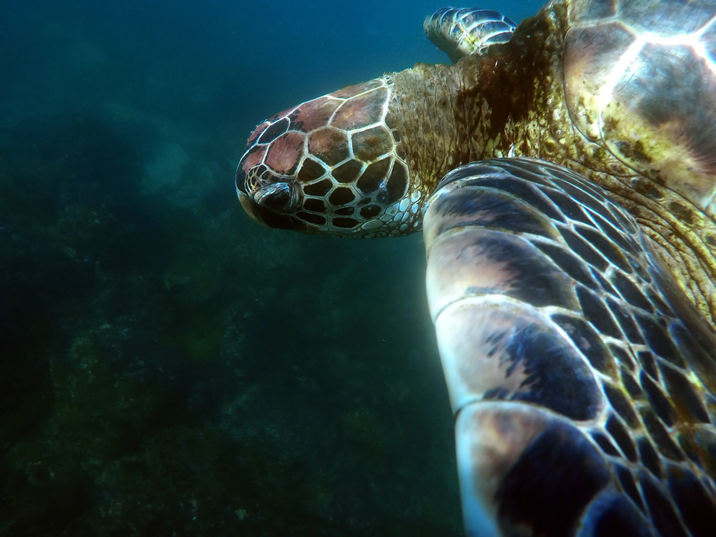 20180305Galapagos013.jpg