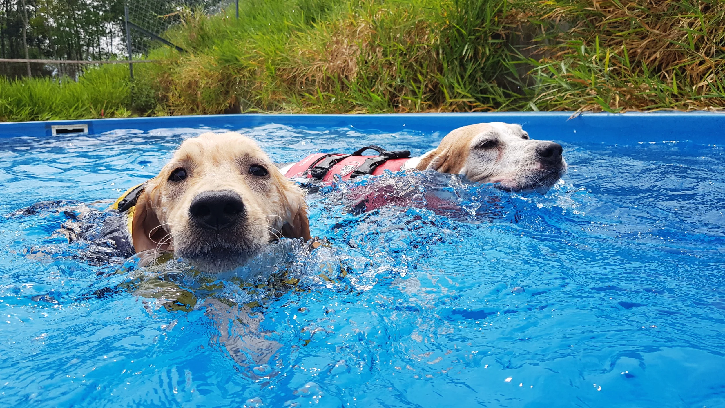 Kl Pooch Resort And Rescue