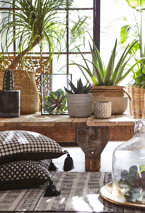 Cojín Fernando (por packs)