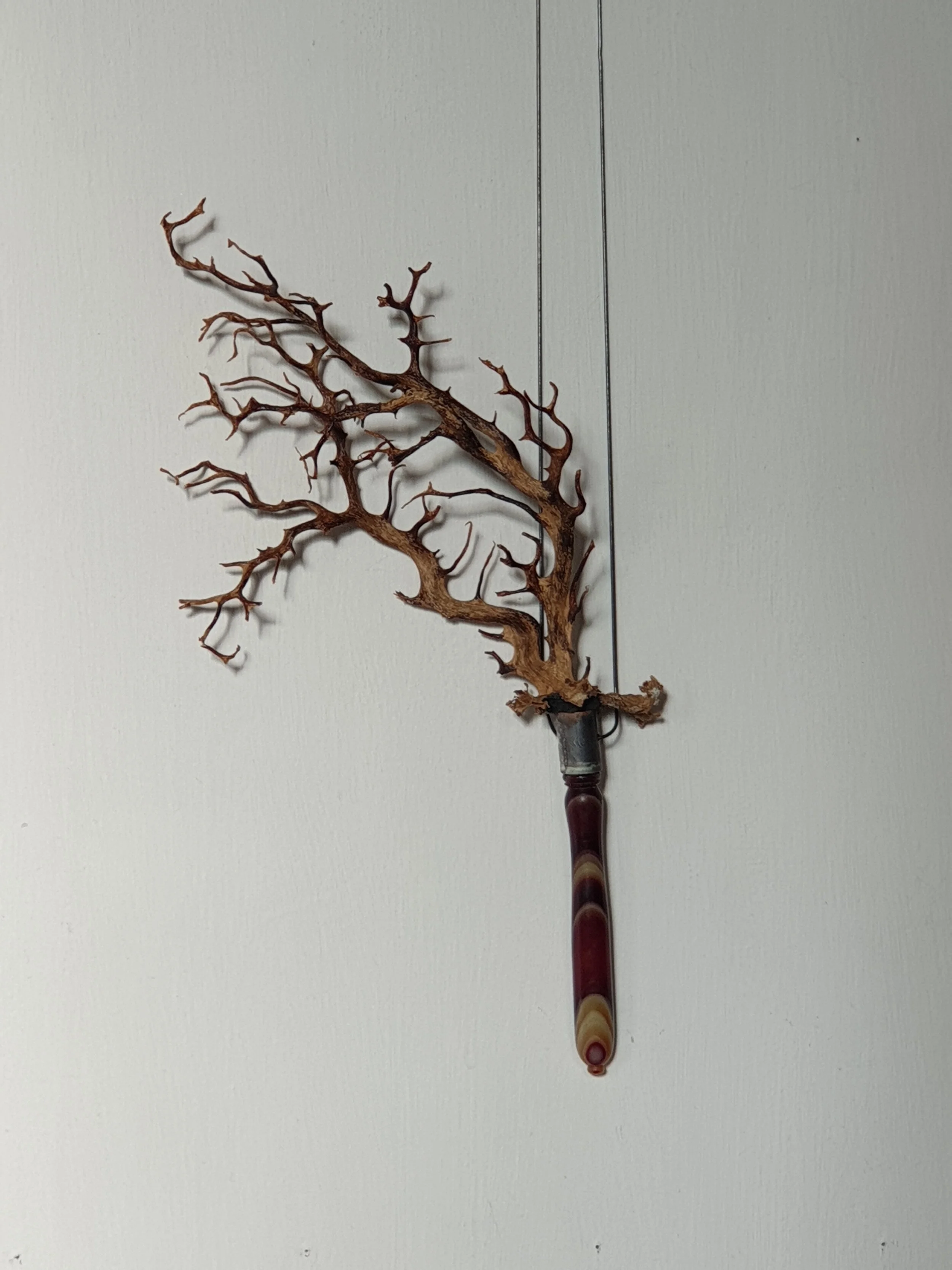 Sea Fan VIII.jpg