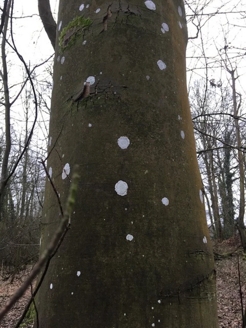 Lichen on tree 2.jpeg