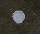 Lichen 2.jpg