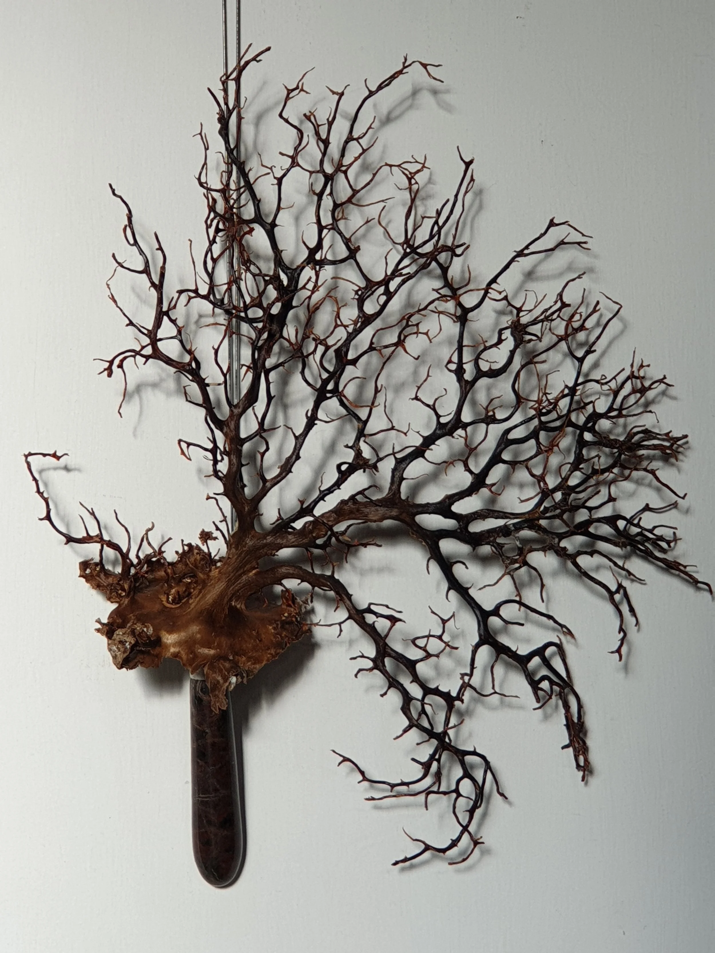 Sea Fan VII.jpg