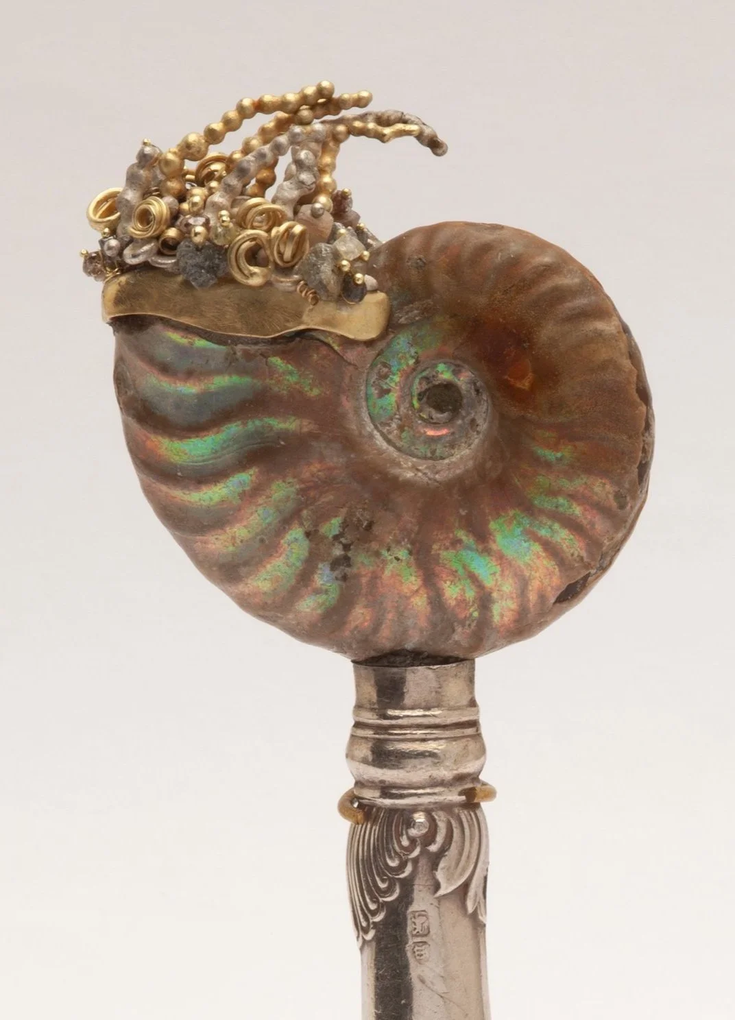 Crowned+Summer+Ammonite+2023_1.jpg
