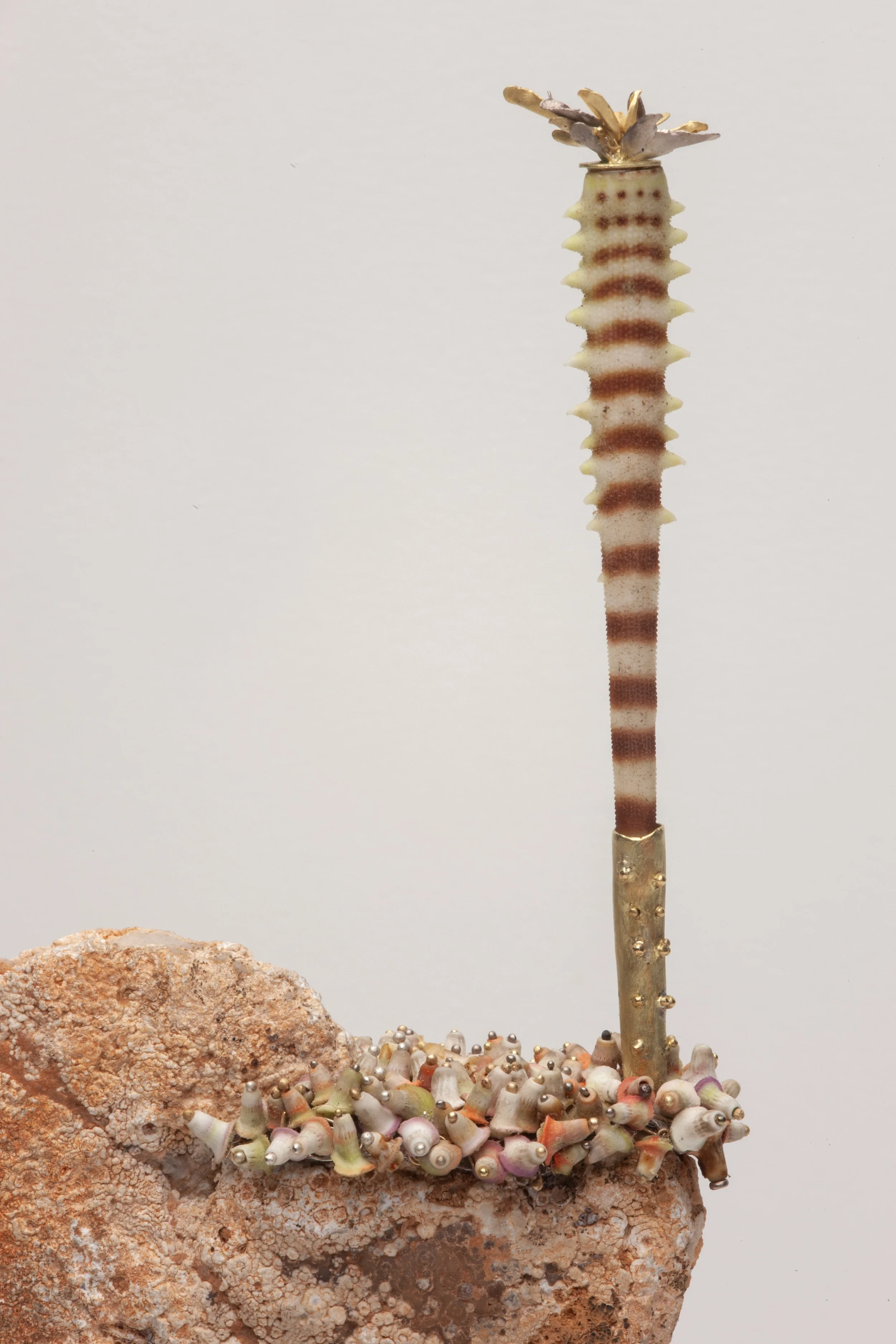When Ammonites Ruled detail 4.jpg