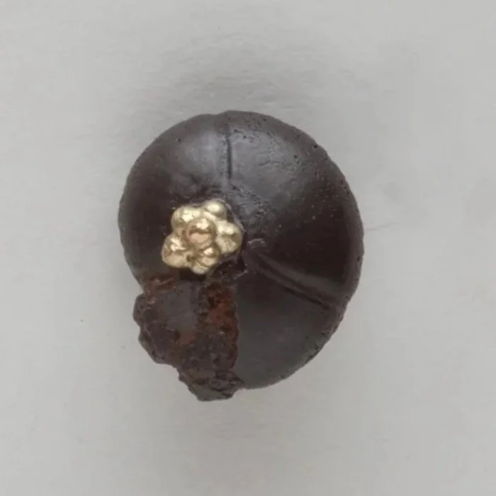 Small%2BBlack%2BAmmonites%2Bwith%2BGold.jpg