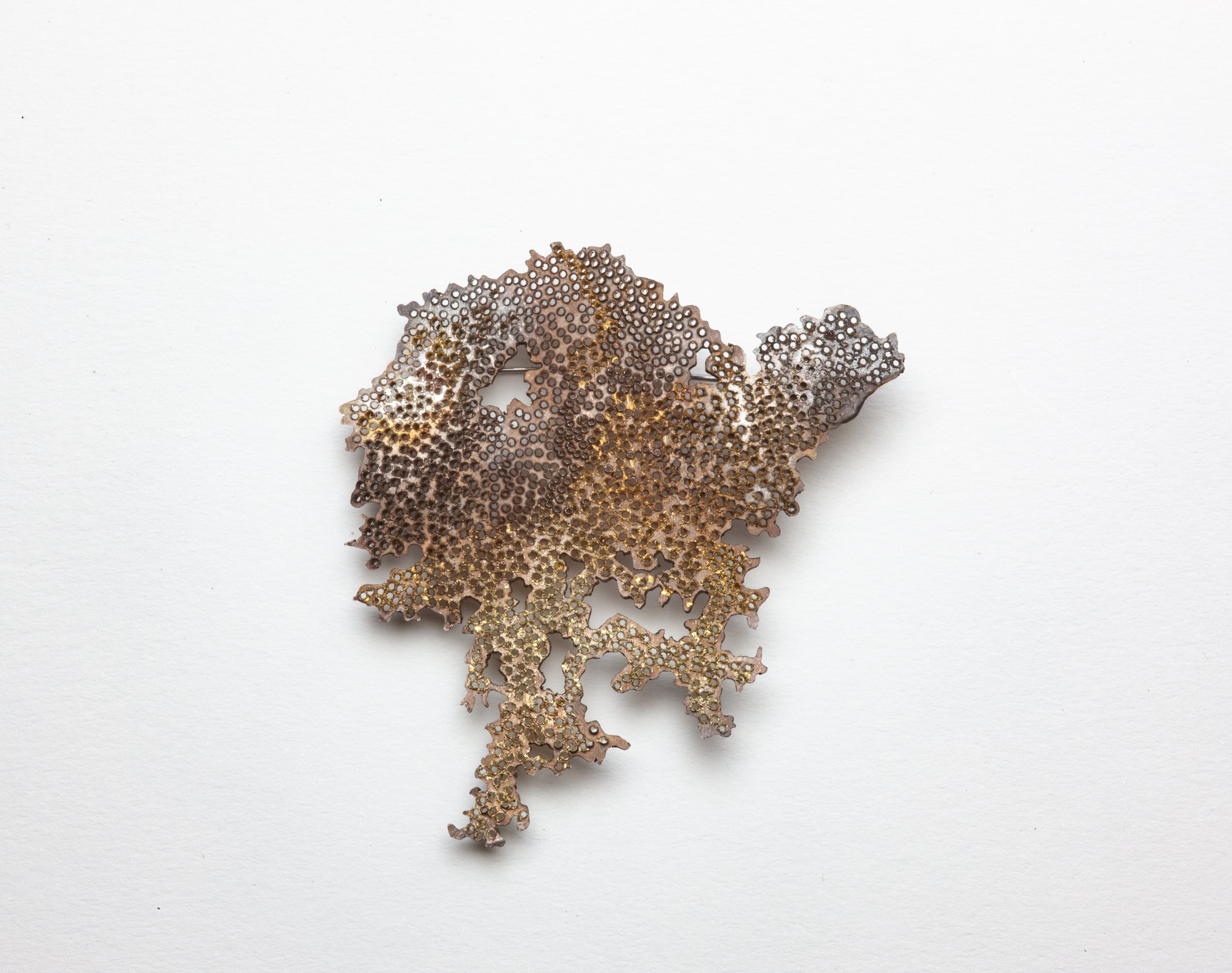 Tradescant oxidised 2024.jpg