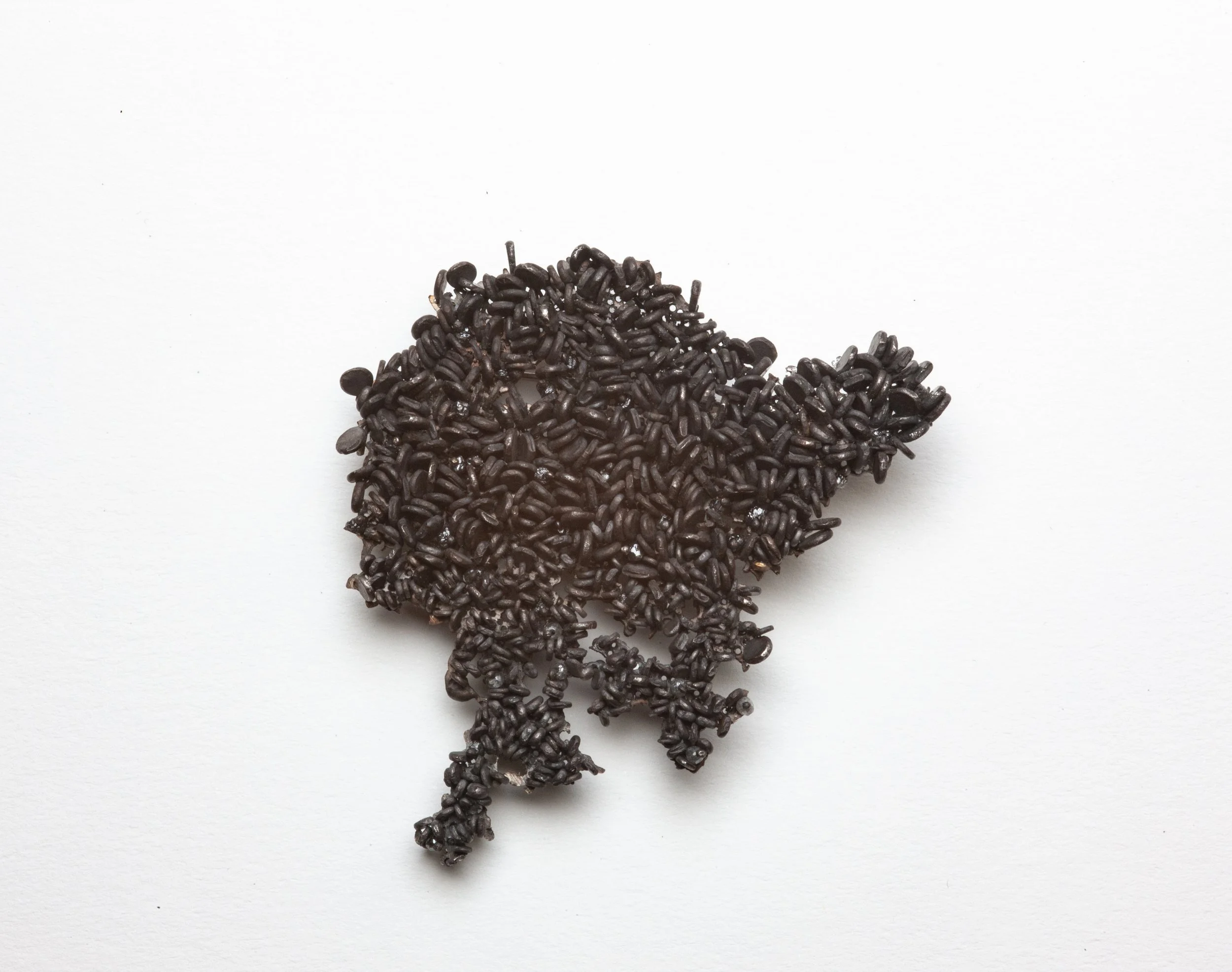 Tradescant black weed 2024.jpg