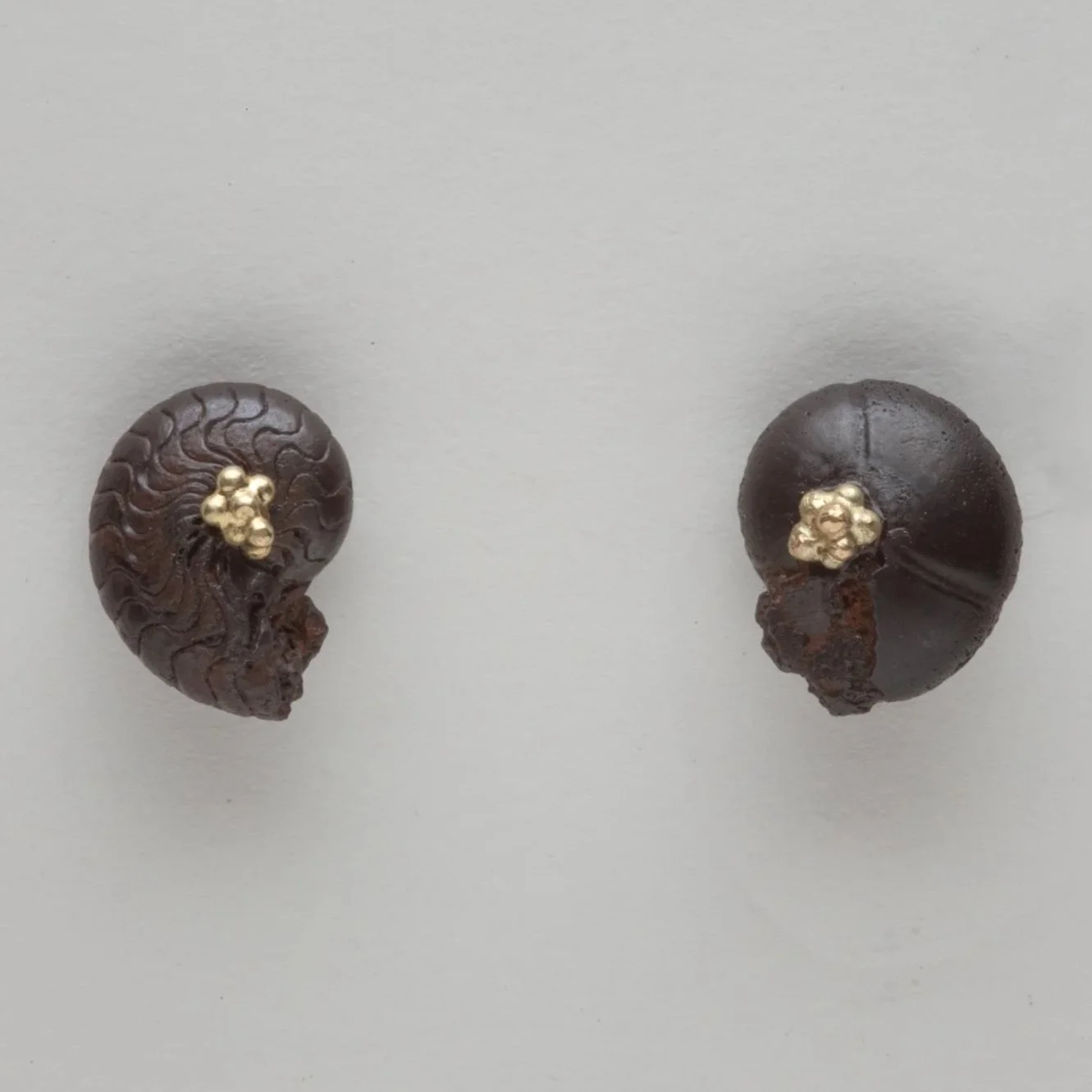 Small+Black+Ammonites+with+Gold.jpg