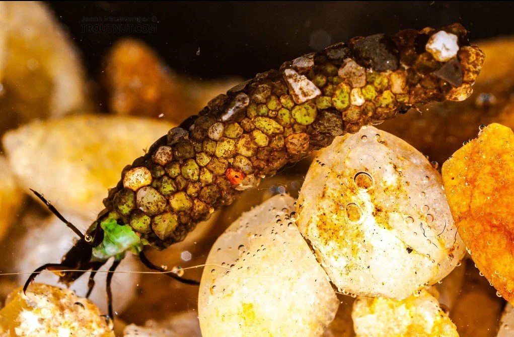 Caddis Fly inspiration for Caddis Earrings.jpg