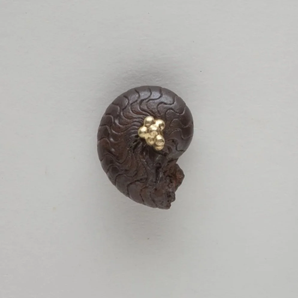 Small+Black+Ammonites+with+Gold.jpg