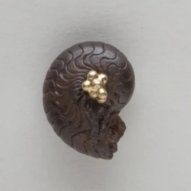 Small%2BBlack%2BAmmonites%2Bwith%2BGold.jpg