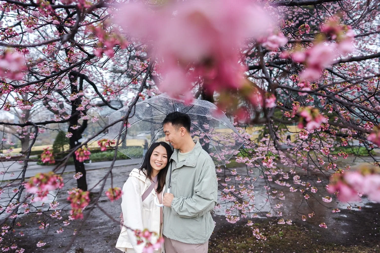 Couple sharing an umbrella under full-bloom pink cherry blossom at Shinjuku Gyoen National Park