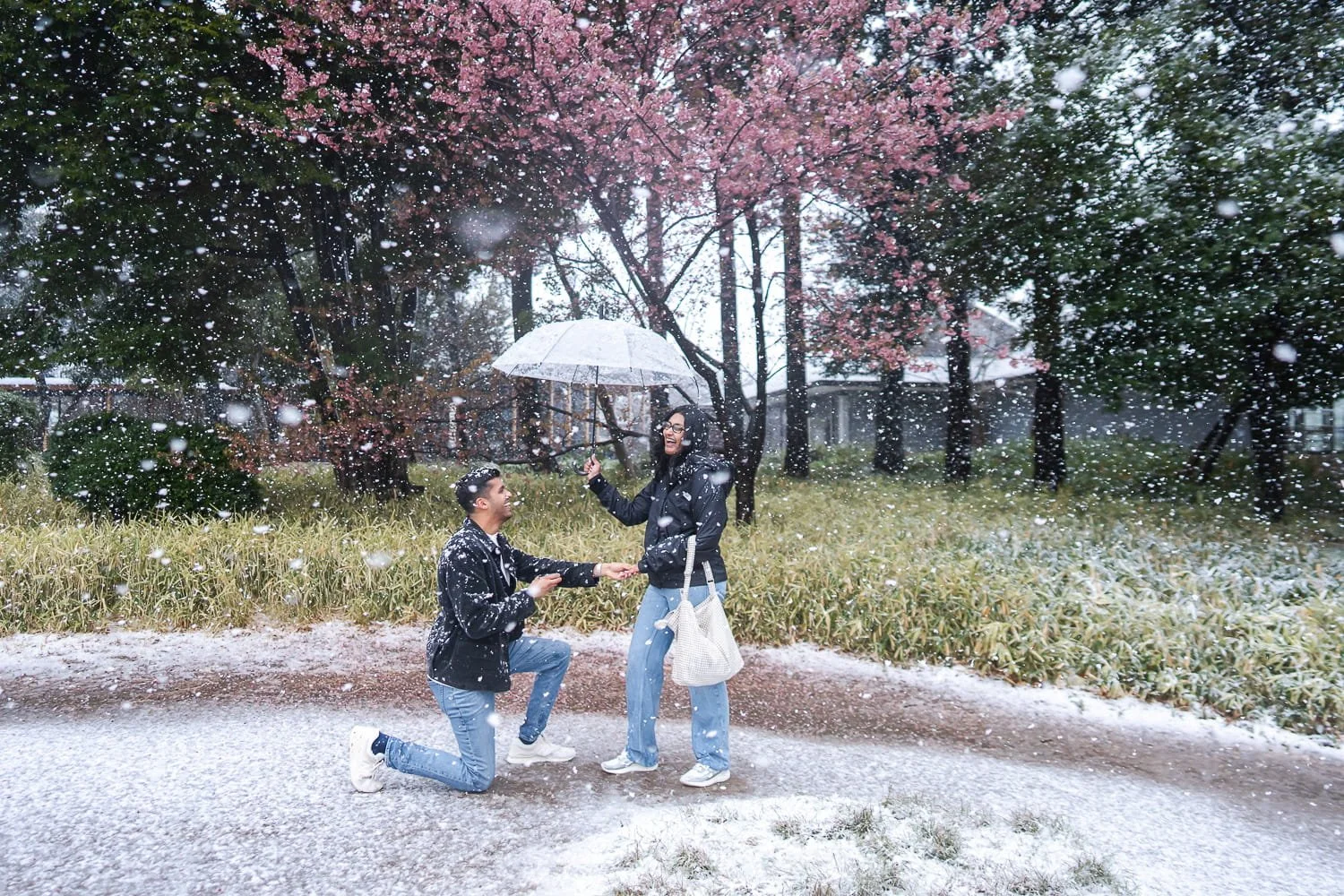 A surprise proposal on a very rare snowy day in Tokyo with pink cherry blossom blooming in the background.