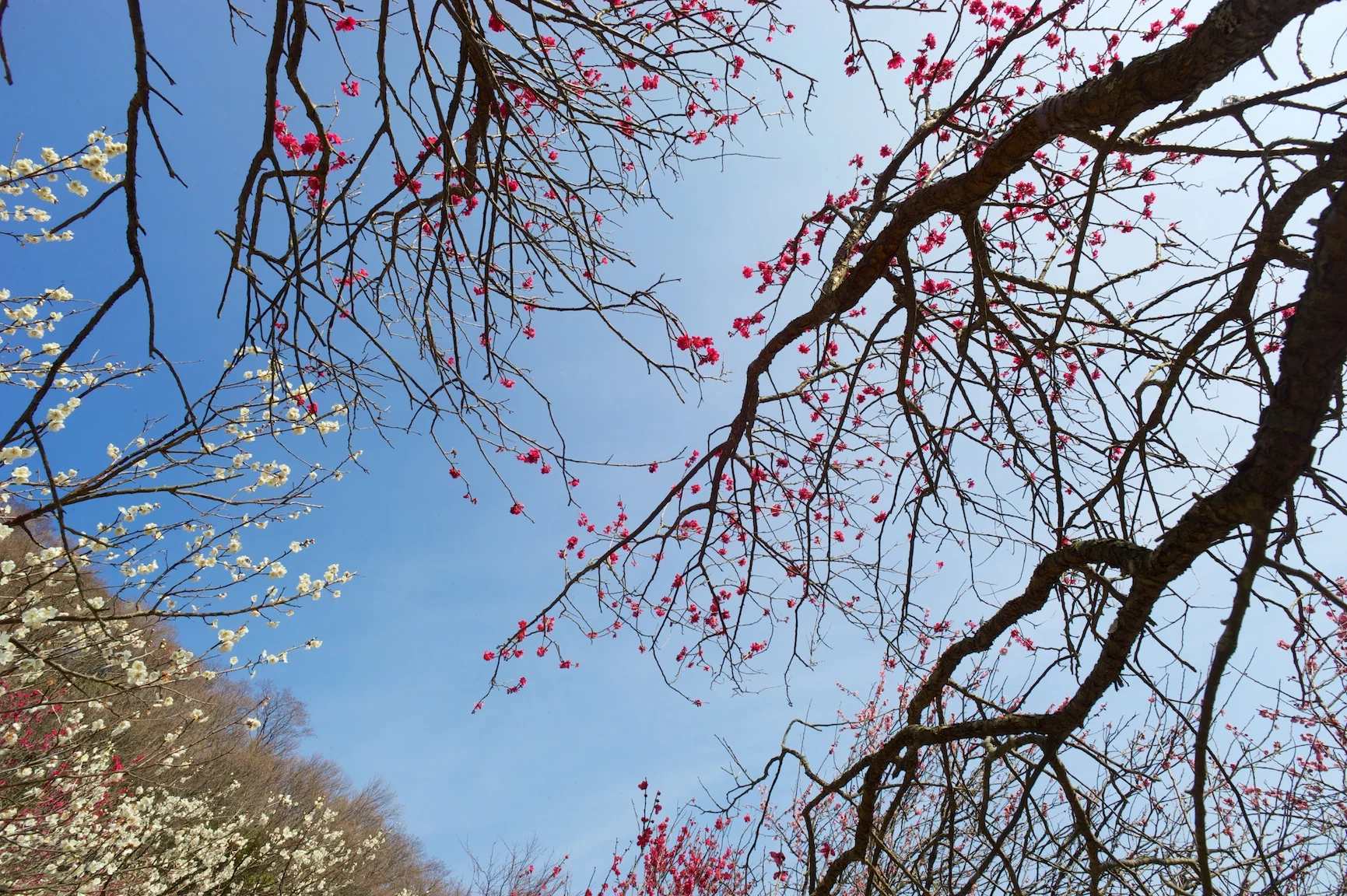 Tokyo Escape: Yugawara Bairin/ 湯河原梅林