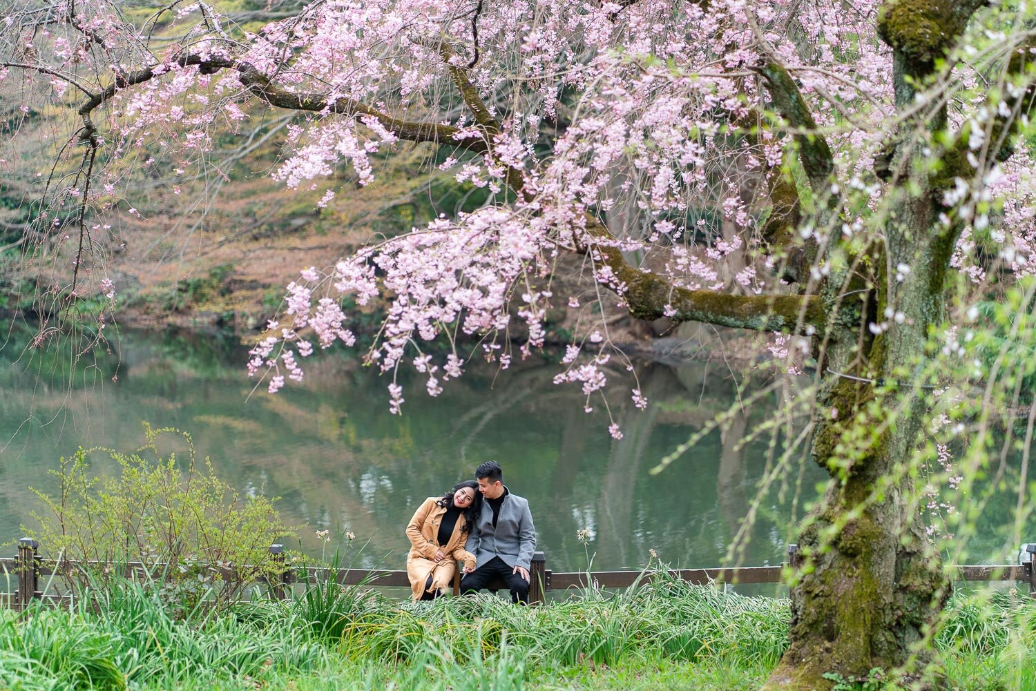 Shinjuku Gyoen Cherry Blossom couple