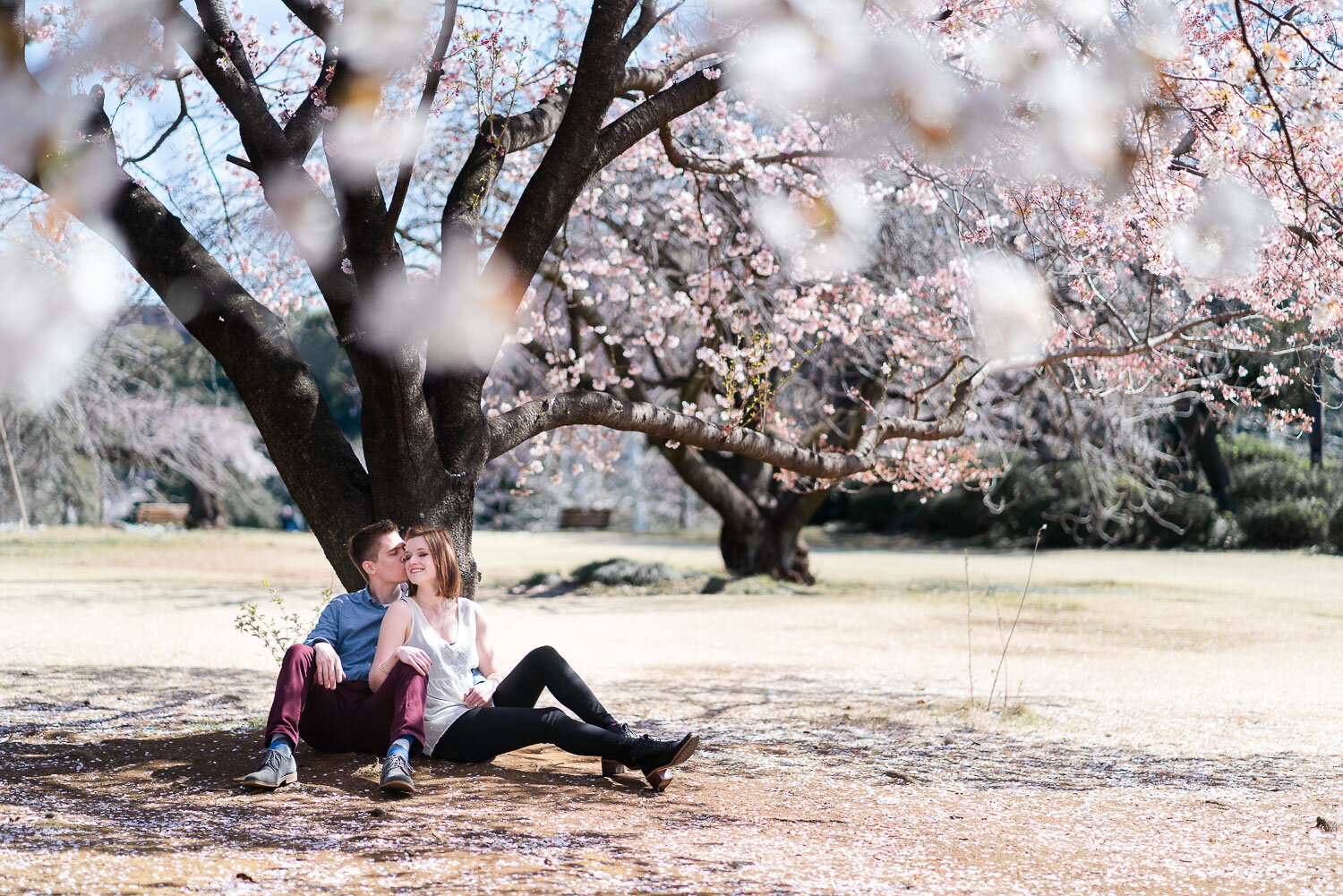 Couple sitting under sakura trees