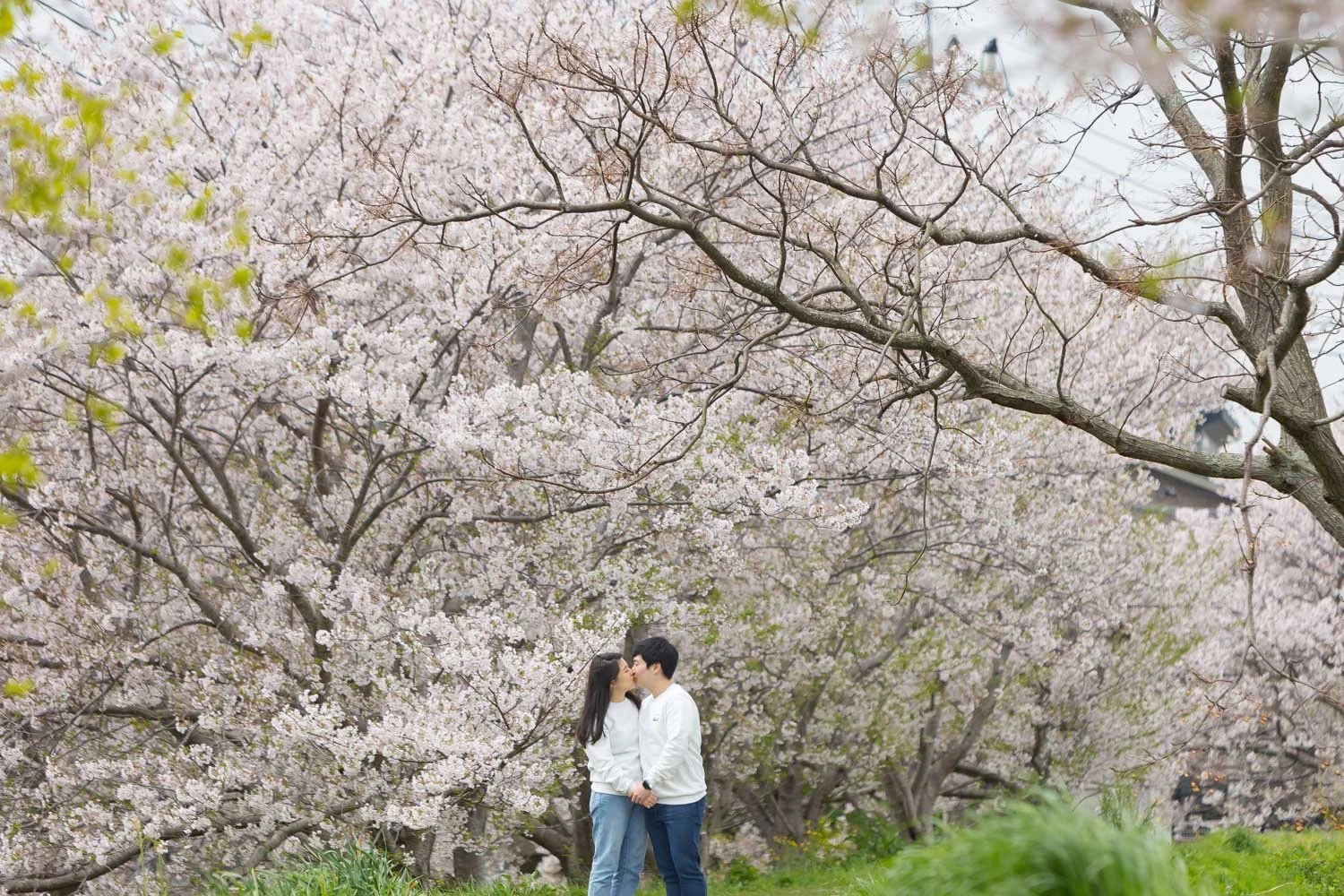 Fukuoka cherry blossom photographer