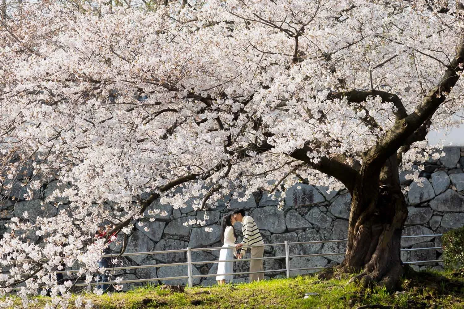 Kyushu cherry blossom photoshoot for couples