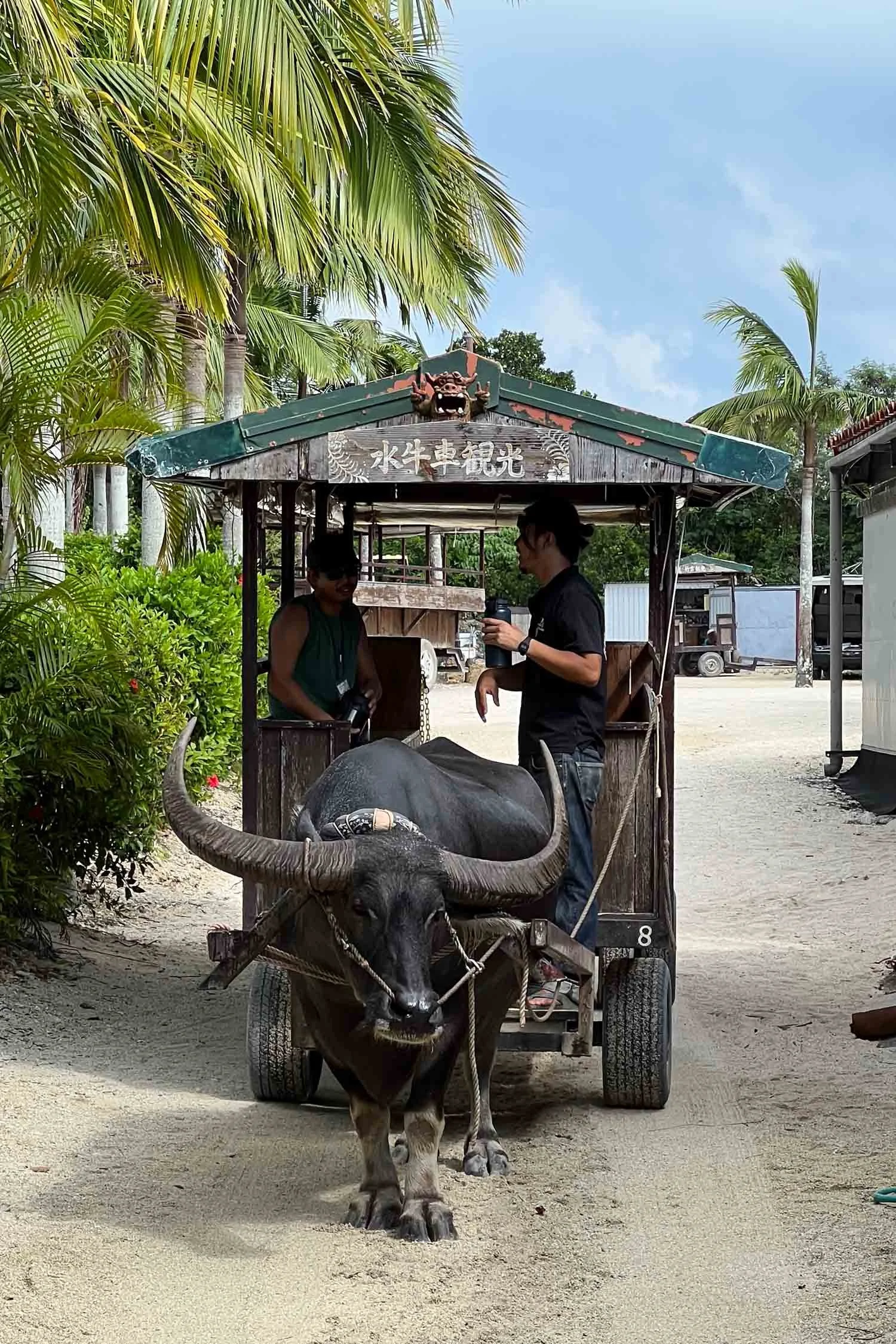 Water buffalo cart in Okinawa
