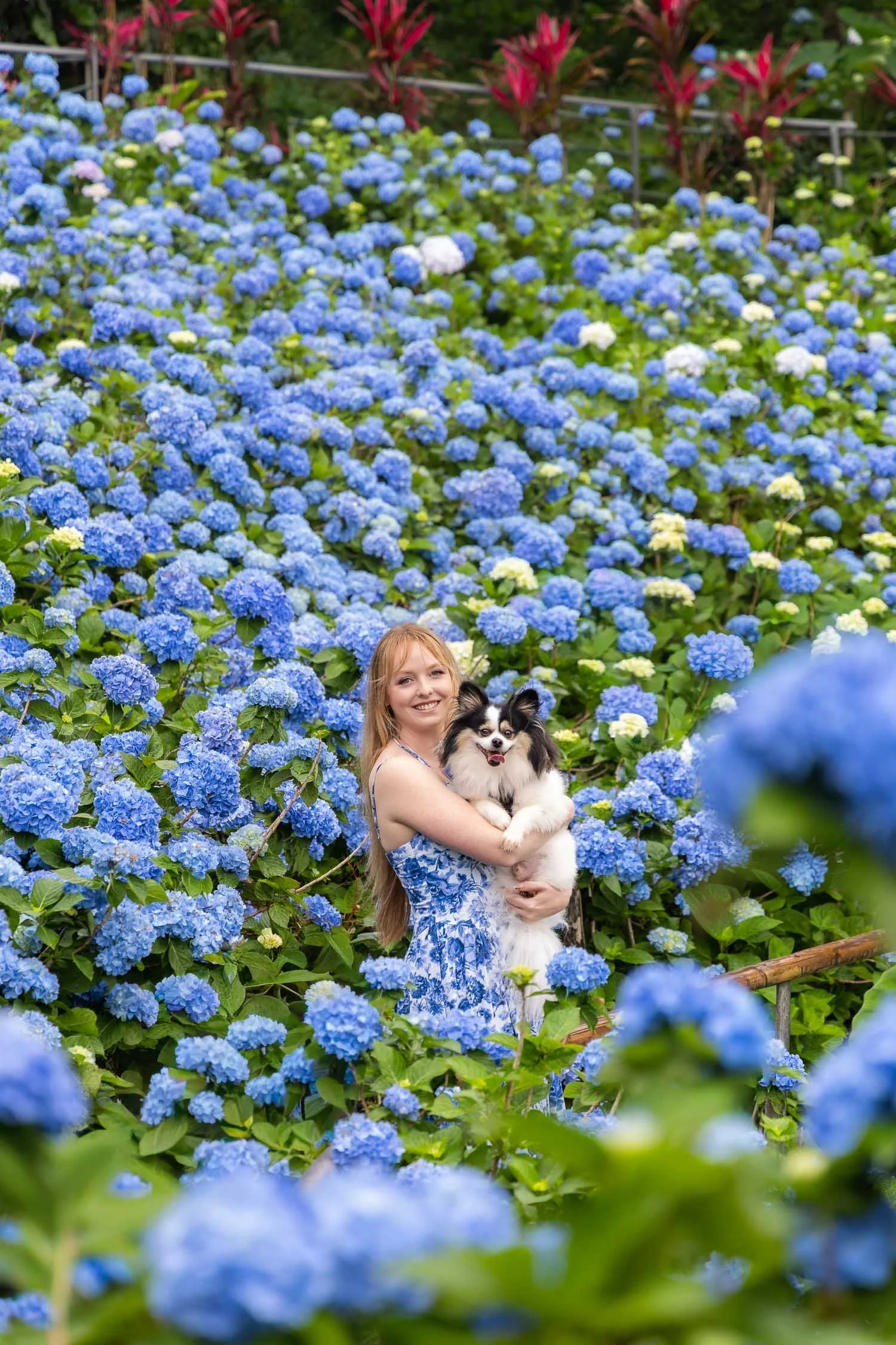 Okinawa_family_photographer_yonehahydrangeas_garden.jpg