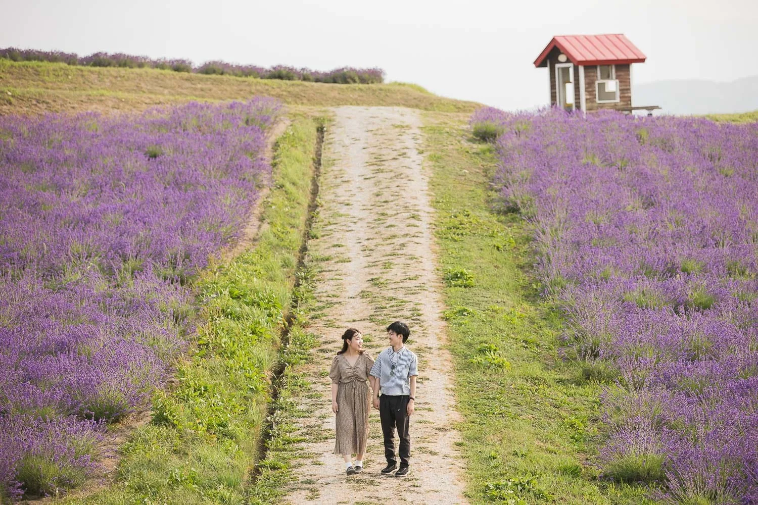 Furano_photographer_Hinode_Park_lavender_field.jpg