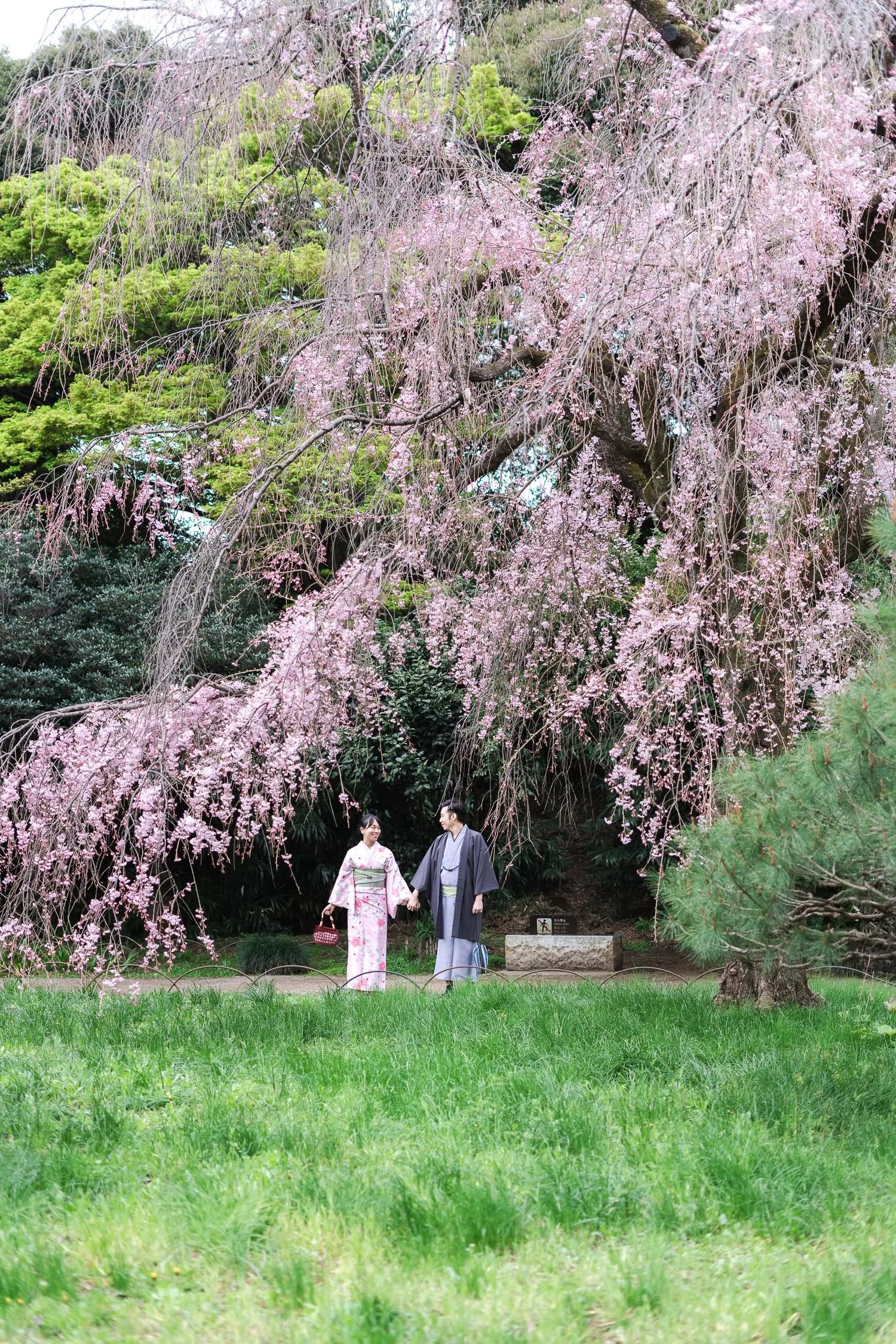 The couple continued to explore the park, this cinematic shot captured them standing under a huge pink cherry blossom tree in Shinjuku Gyoen park.
