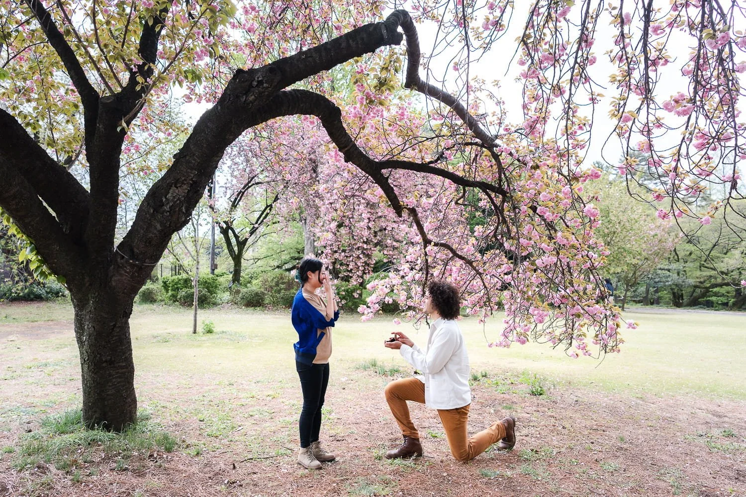 Perfect surprise proposal under pink cherry blossom tree in Shinjuku Gyoen Park captured by Kanp Photography in Tokyo