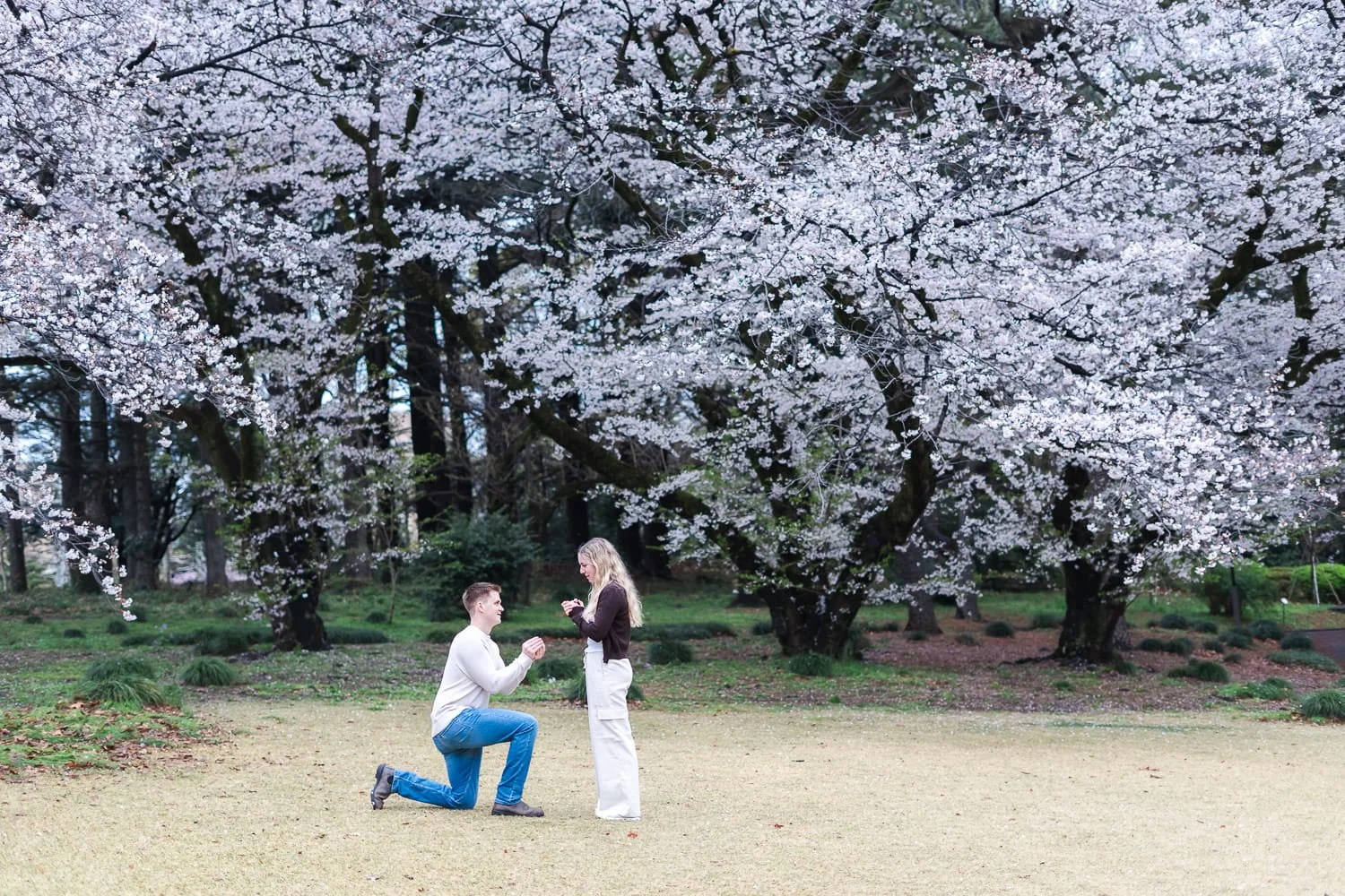 Tokyo photographer captured American visitors during their surprise proposal in Shinjuku Gyoen National Park with beautiful white cherry blossom trees in background