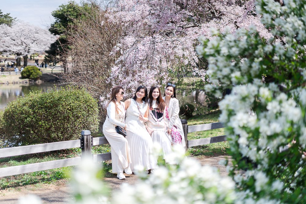 A group of friends visiting Tokyo during the peak of cherry blossom season in Shinjuku Gyoen Park