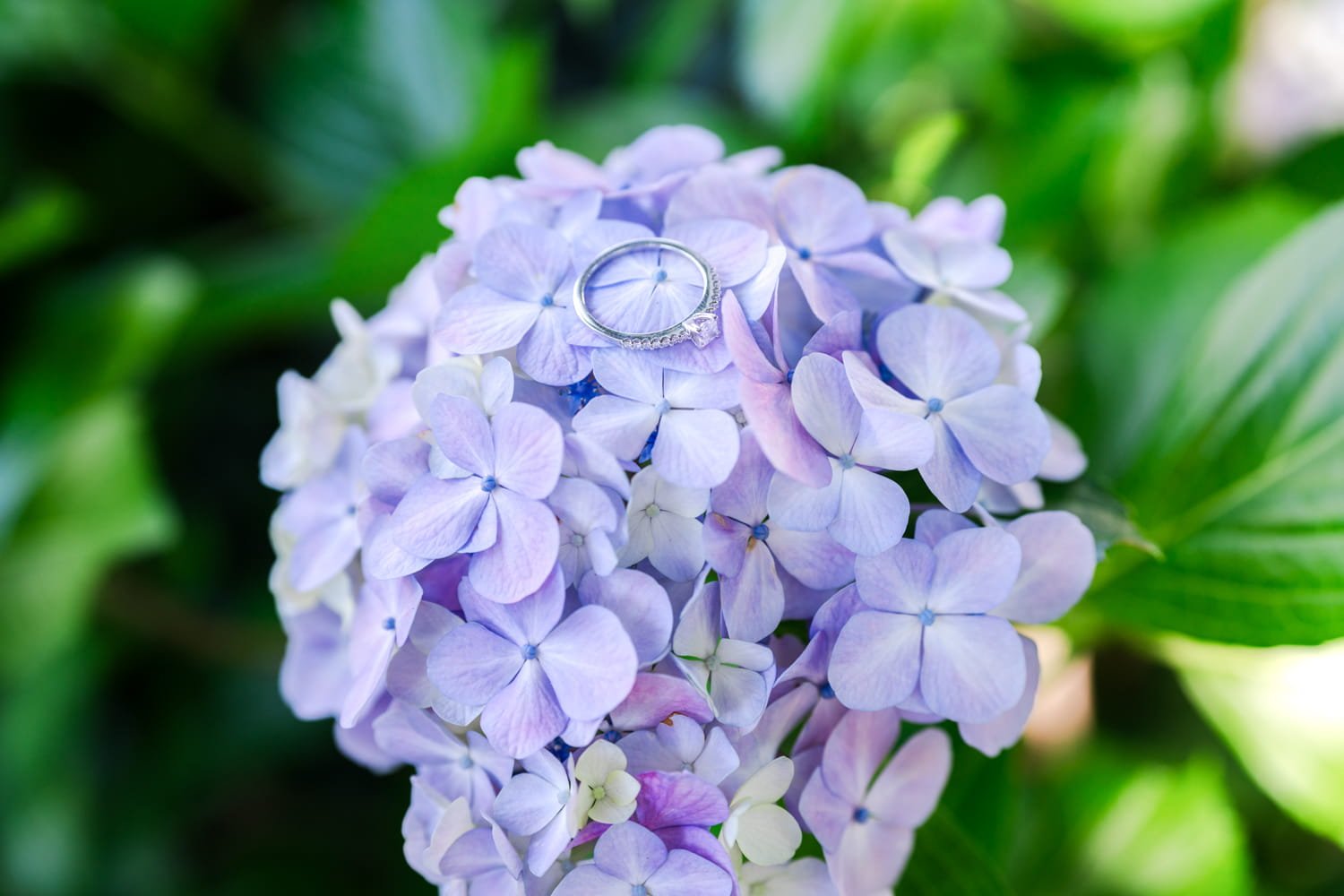 Close-up image of the engagement ring on top of purple hydrangea