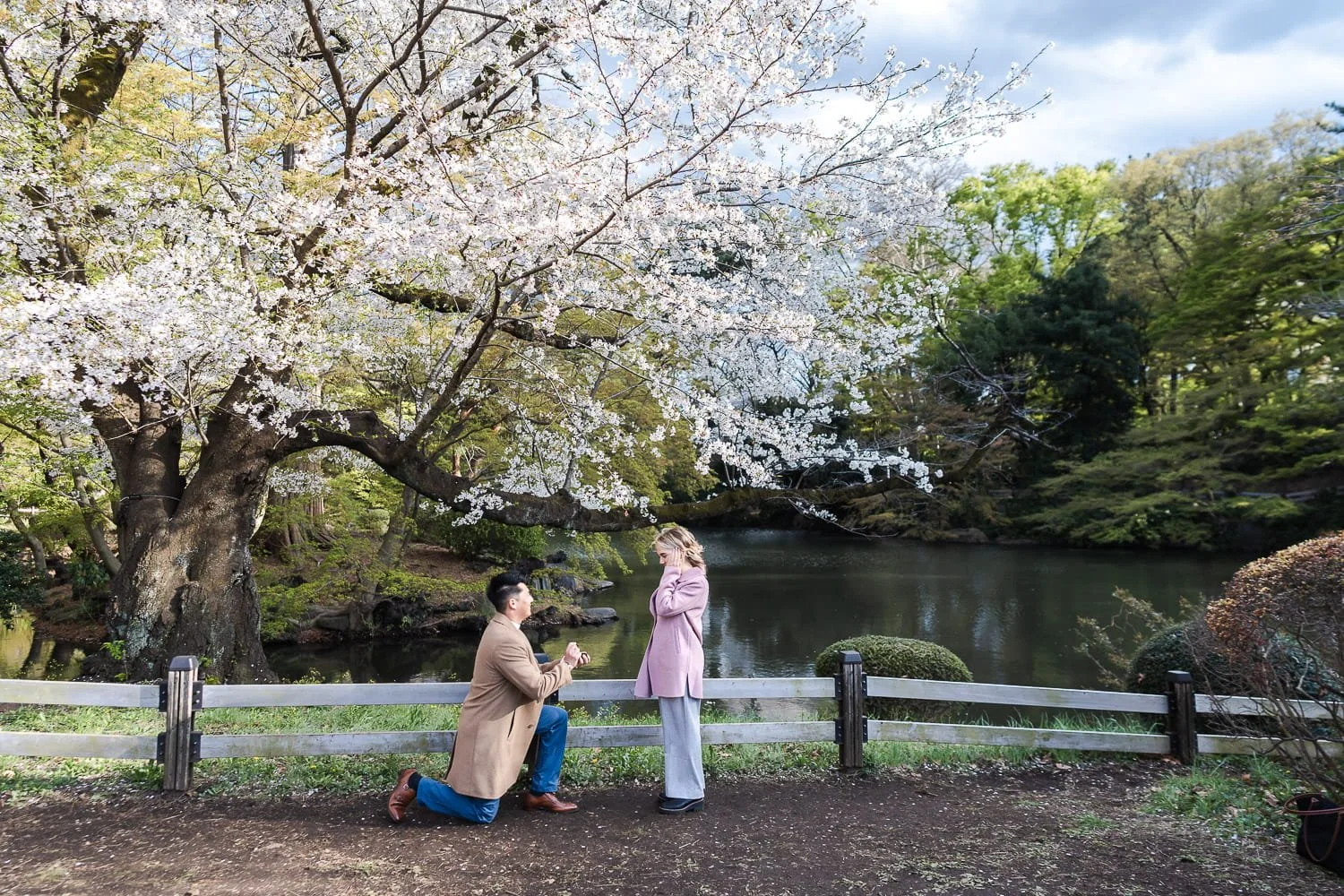 a perfect surprise proposal planned and captured by Tokyo photographer, KanP. Shot by the quiet pond with a full-bloom cherry blossom tree in the background at Shinjuku Gyoen National Park
