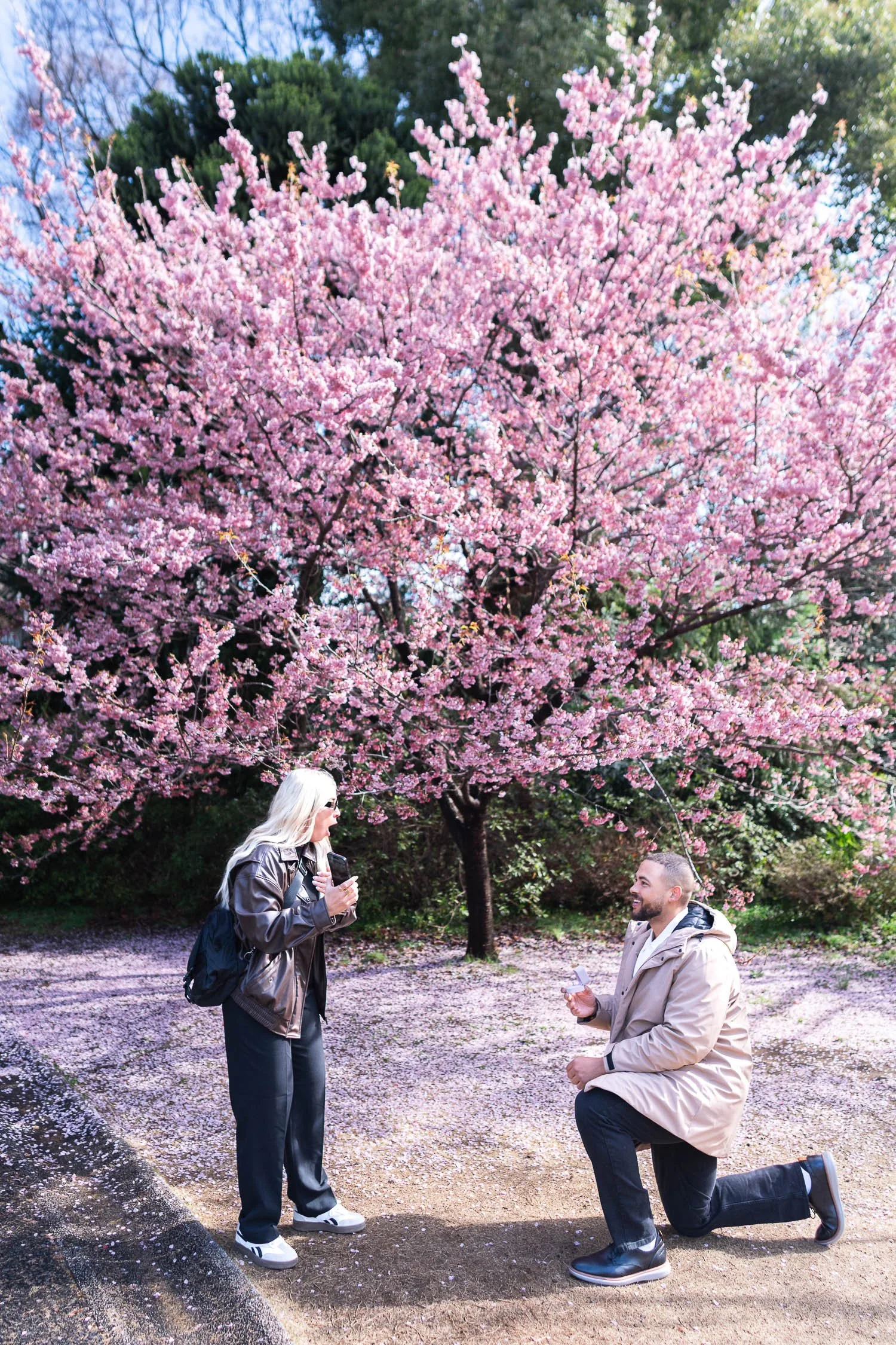 The girlfriend was surprised as she did not expect a surprise proposal right in front of full-bloom pink sakura tree