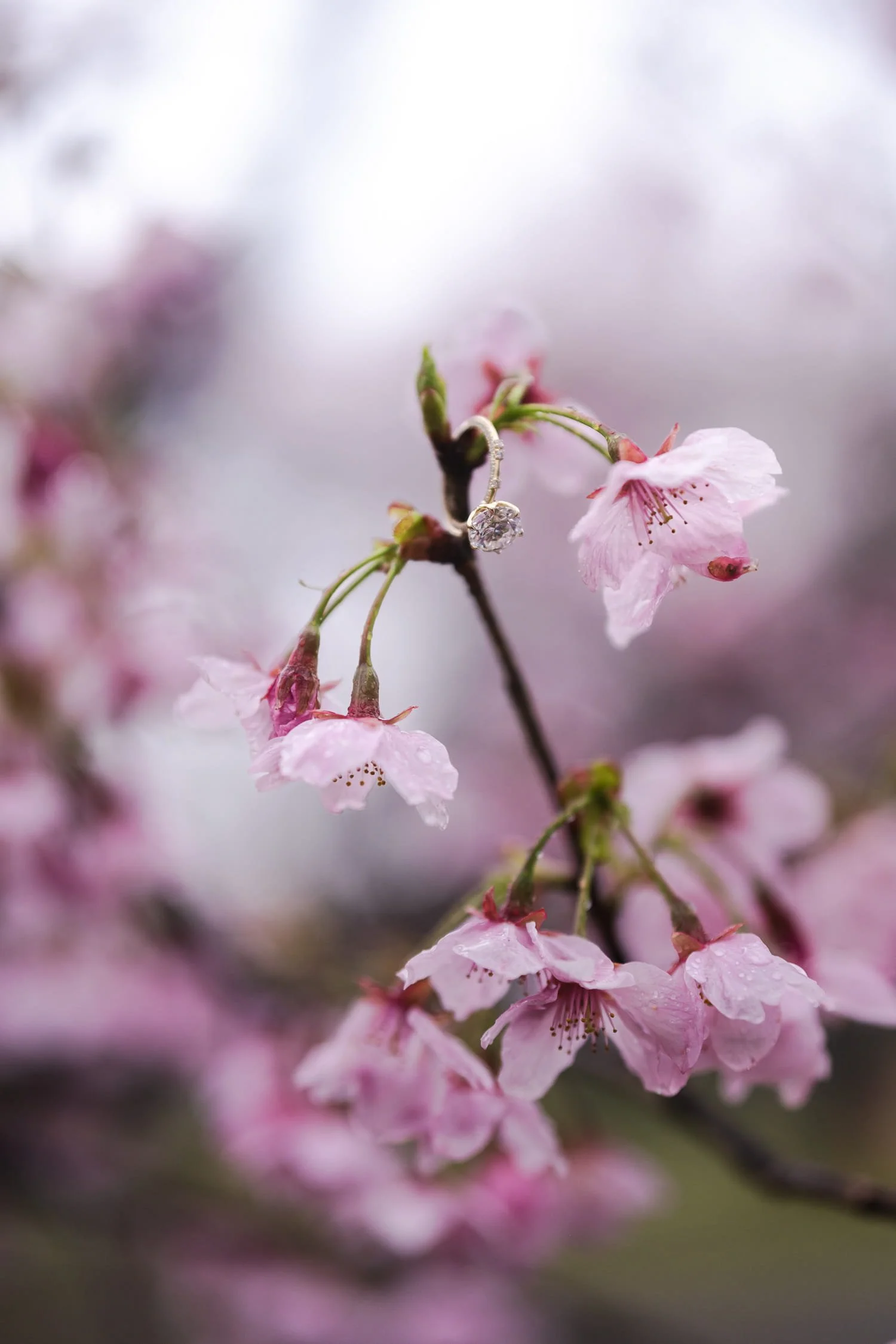 The engagement ring hanging on pink cherry blossom flowers captured at Shinjuku Gyoen National Park