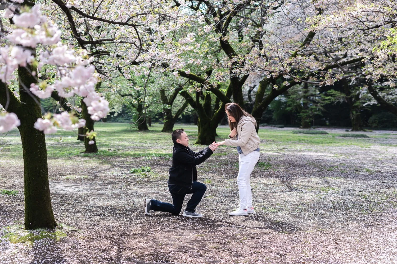Tokyo photographer captured the moment when he got down on one knee and proposed to his girlfriend under sakura trees in Shinjuku Gyoen Park