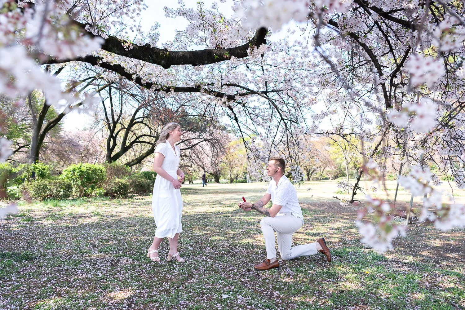A surprise proposal happened during a couple photoshoot under full-bloom white cherry blossom trees captured perfectly