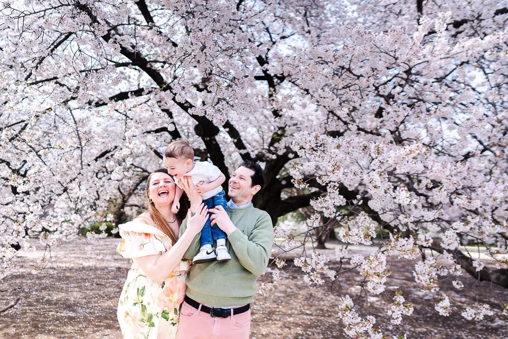 Family with young son having a good fun laughing under full-bloom sakura trees in Shinjuku Gyoen Park