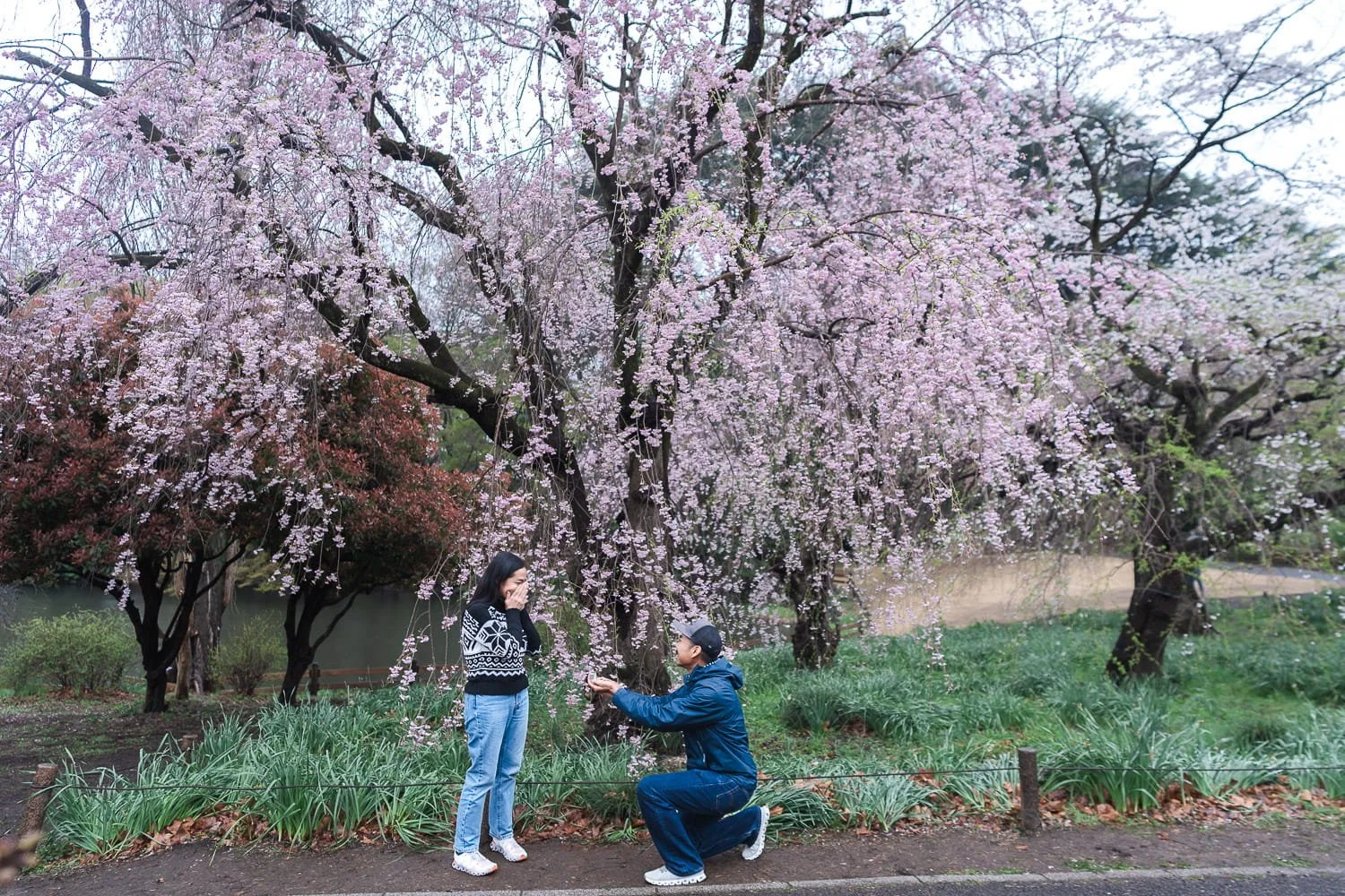 Tokyo proposal photographer documented once-in-a-lifetime marriage proposal under sakura tree