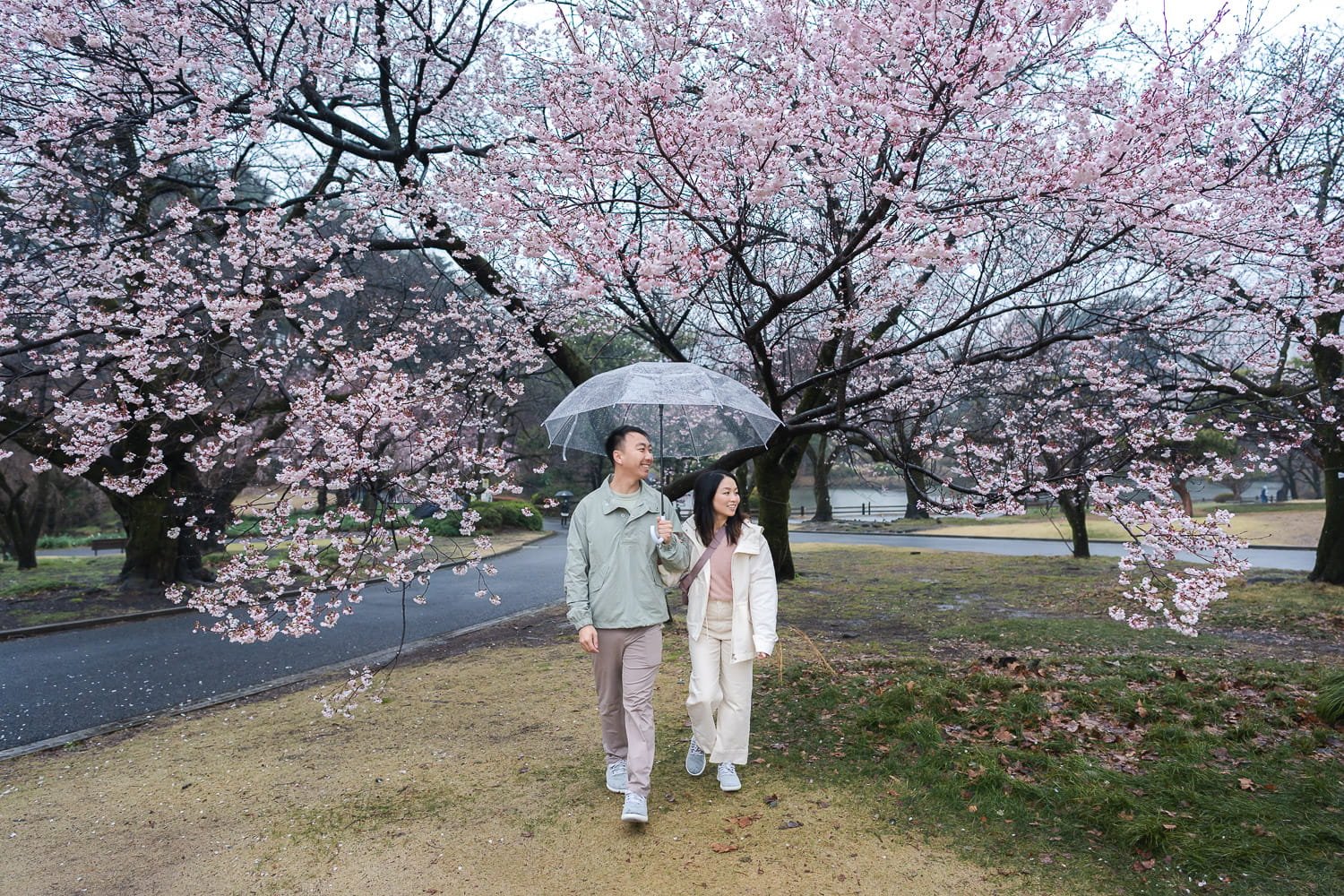 Visitors from U.S. strolling under cherry blossom trees on a rainy day