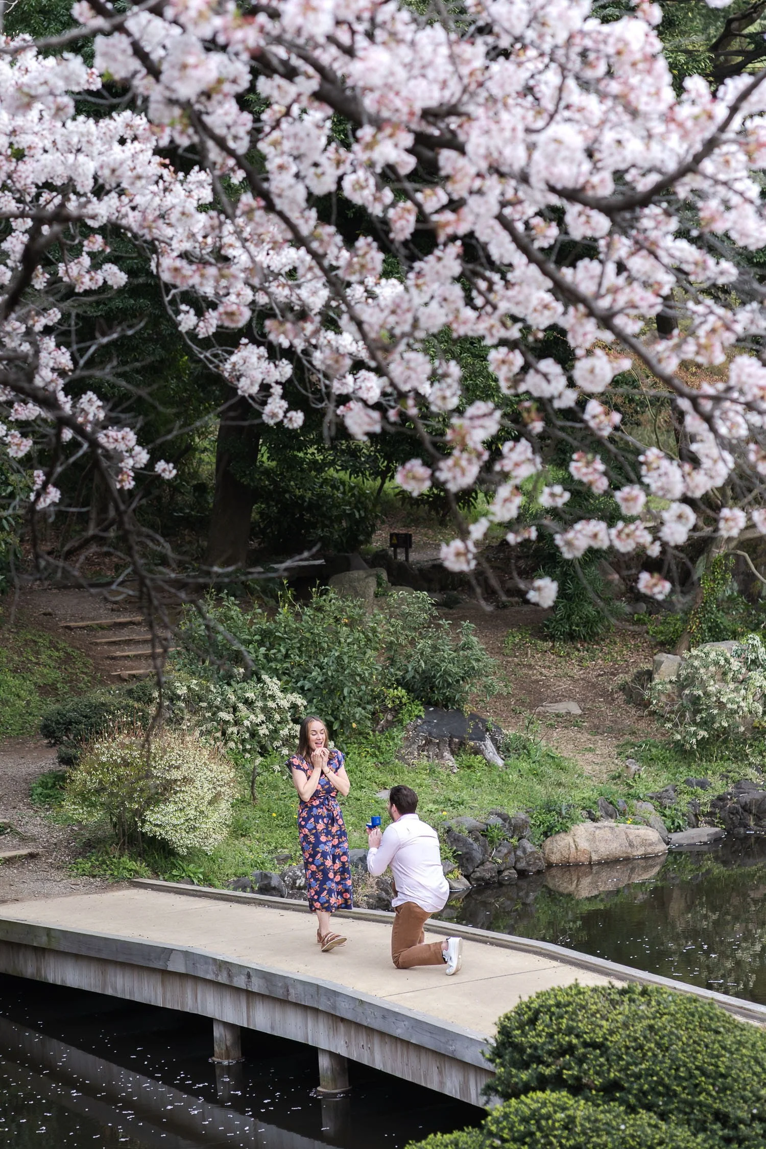 Stuart proposed to Penny on the wooden bridge under a cherry blossom tree in a traditional Japanese garden of Shinjuku Gyoen Park
