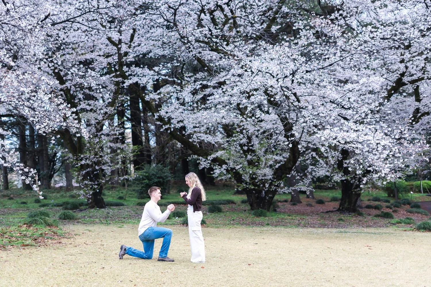 He proposed quietly and she said yes under stunning, full-bloom cherry blossom trees in the background at Shinjuku Gyoen National Park