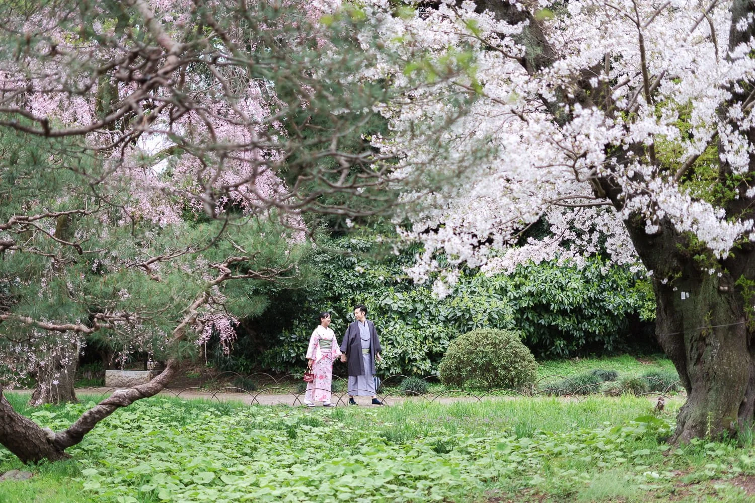 They took a short walk from the kimono rental shop and passed through white & pink cherry blossom trees in their full bloom