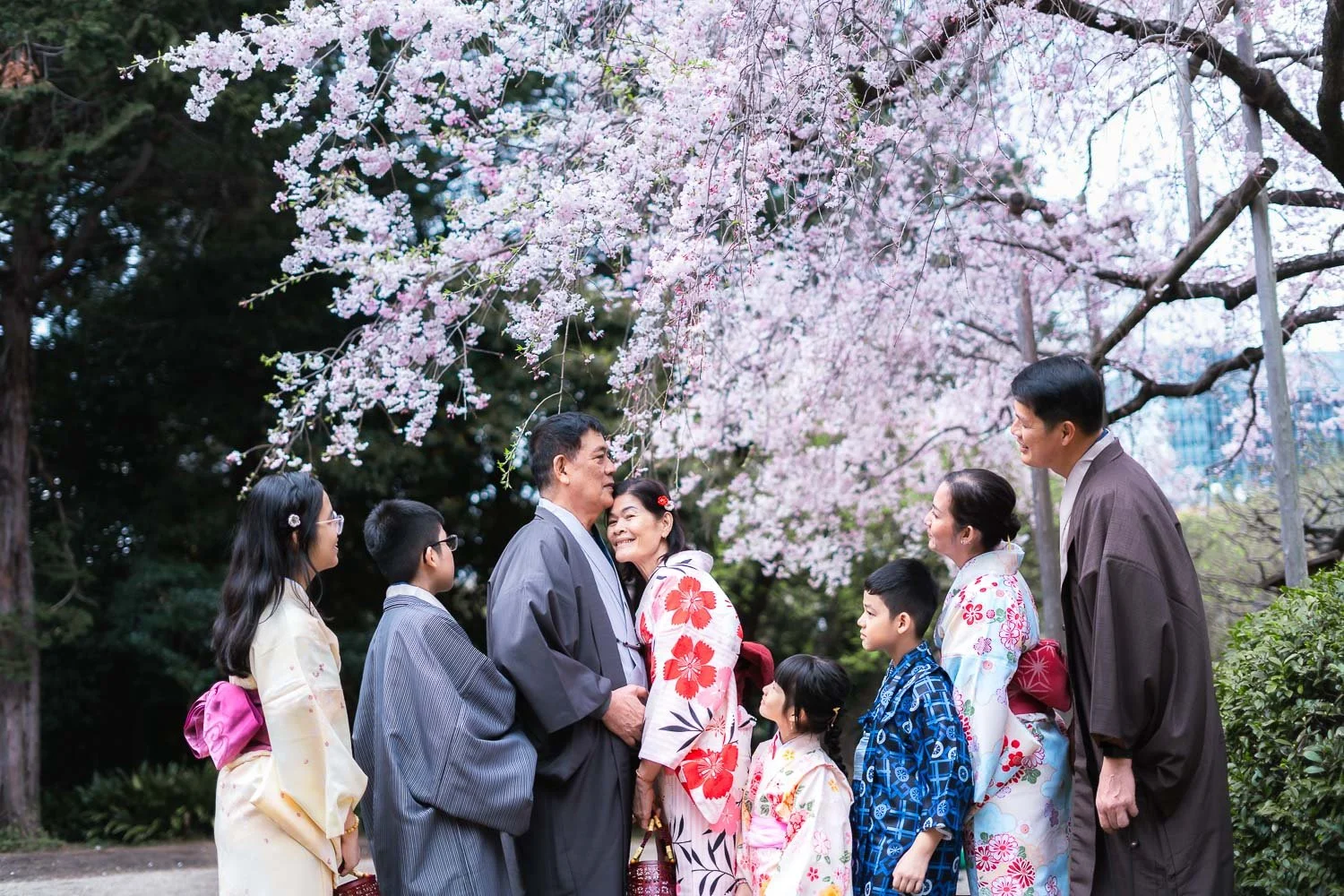 Grandparents and grandchildren in kimono embracing under weeping cherry blossoms in Tokyo