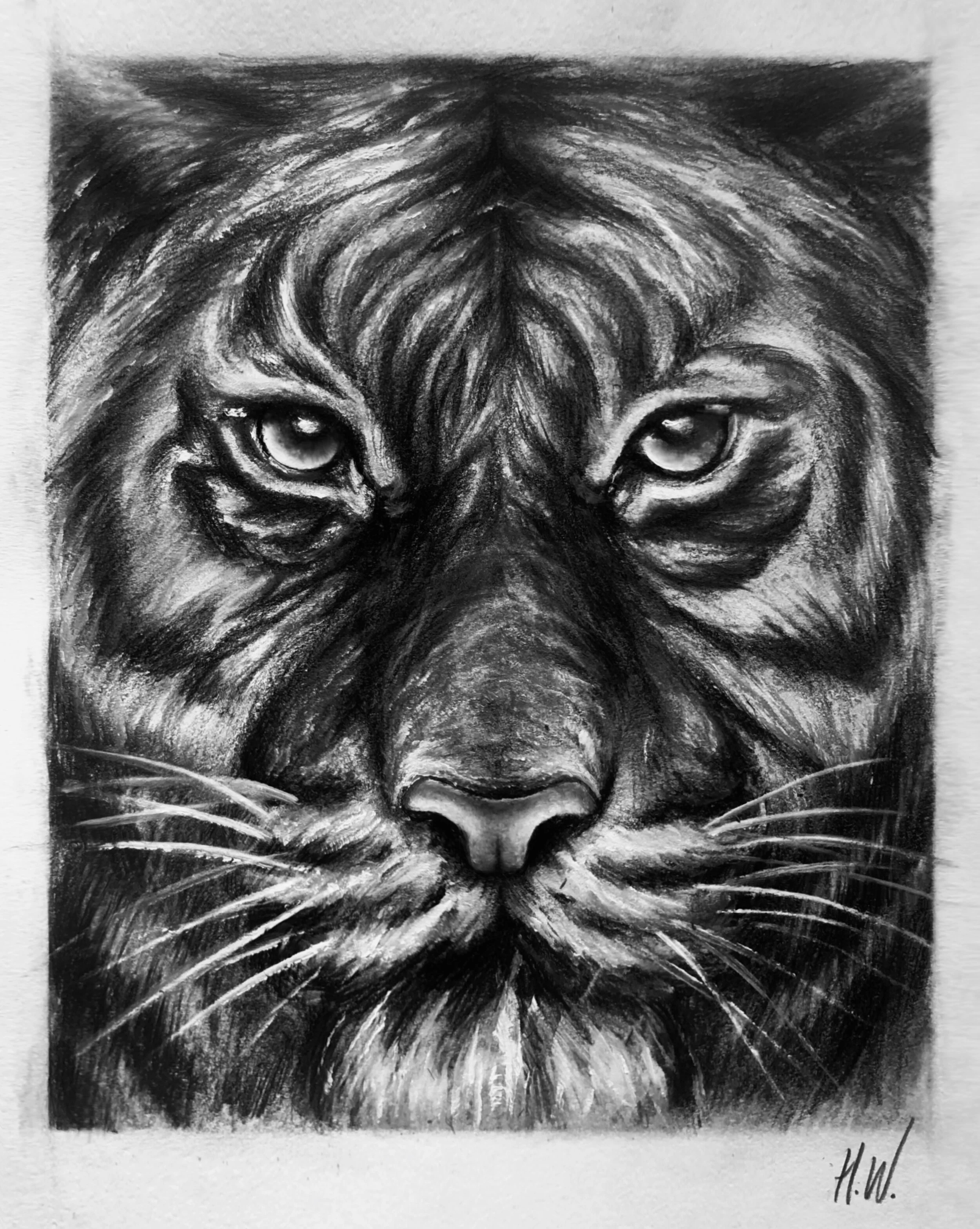 graphite tiger.JPG