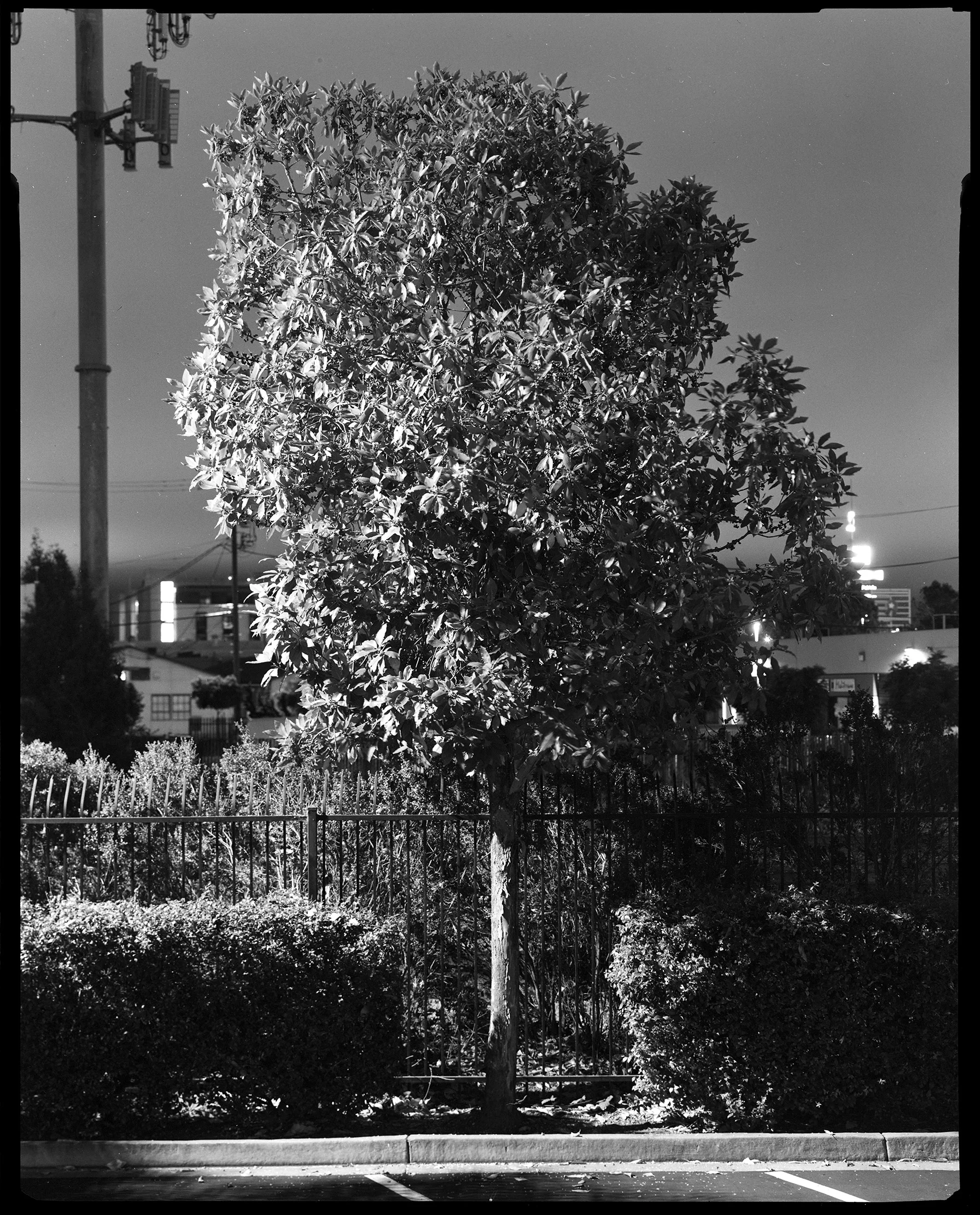 Oakland No. 098, 2018