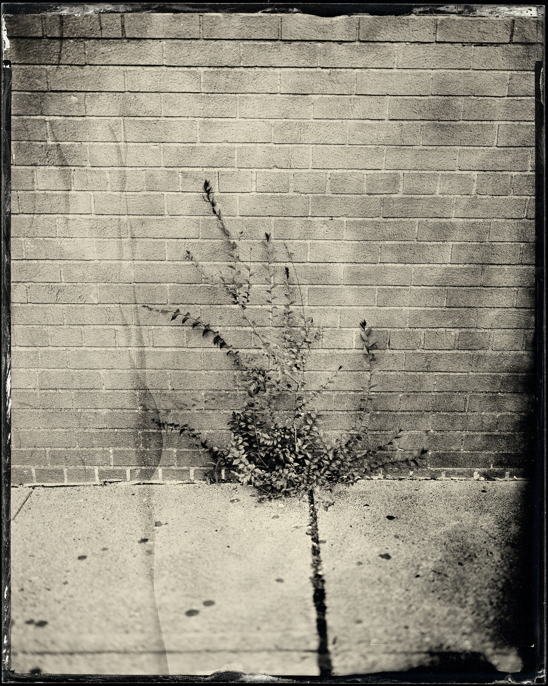 St. Louis Ambrotype No. 096