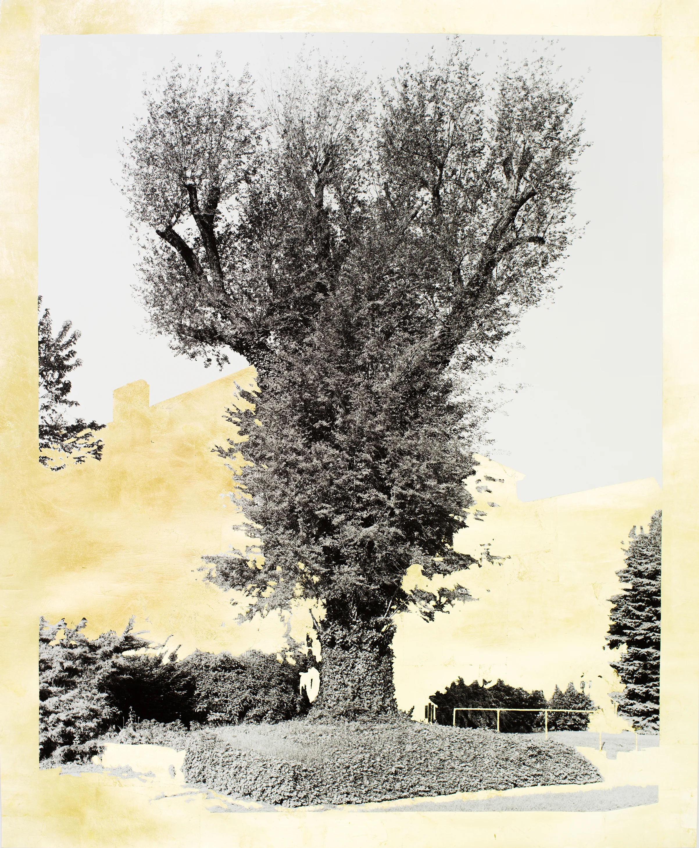 Gold Leaf Trees 2016-2019