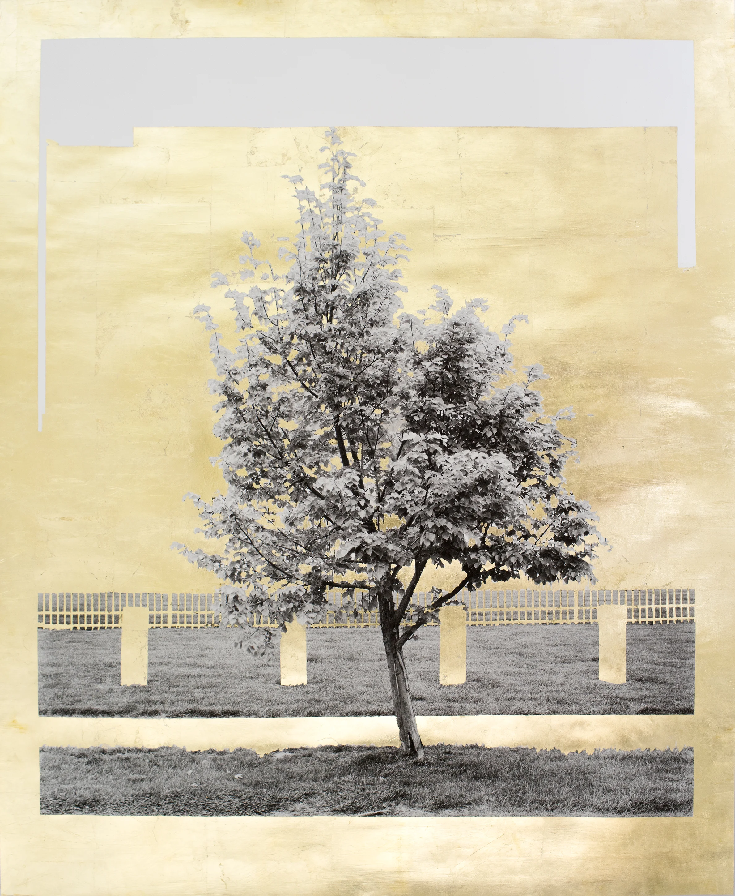 Gold Leaf Trees 2016-2019